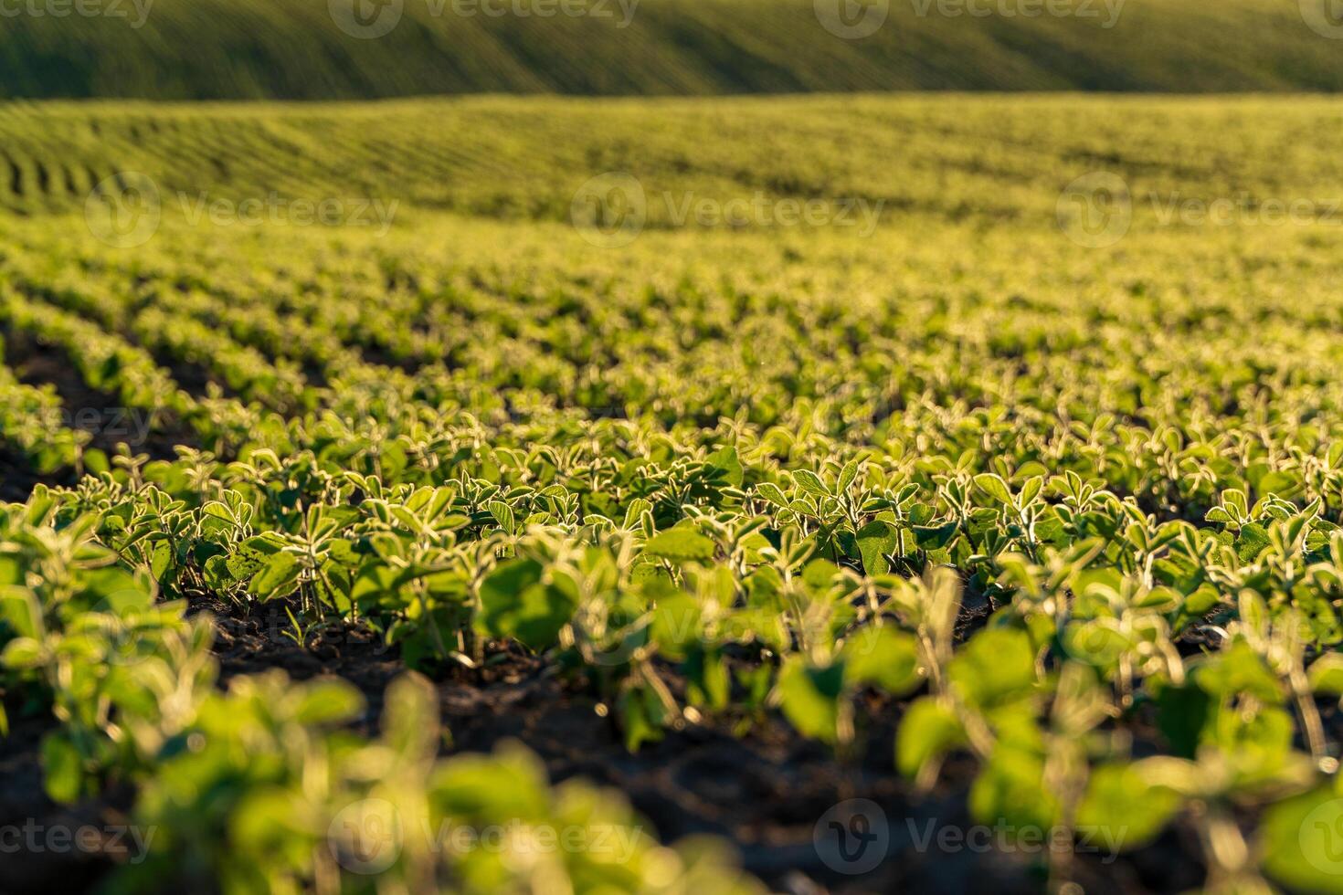 Young soybean plants thrive in a lush green field under bright sunlight. Rows of seedlings stretch across the landscape, showcasing healthy growth in this fertile plantation photo