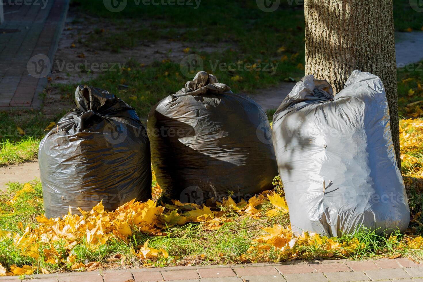 Three garbage bags sit on the ground next to a tree in a park, surrounded by fallen leaves. The location is tidy, showcasing environmental care and waste management efforts photo