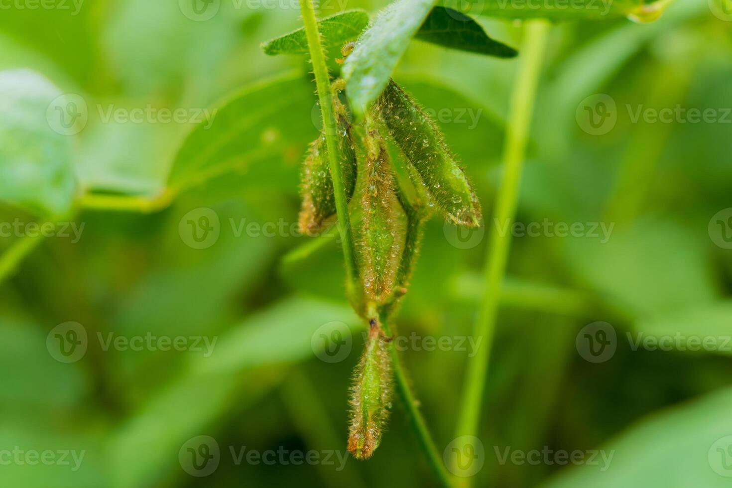 In a vibrant rural setting, soybean plants display lush green leaves and developing pods. The scene captures the essence of agricultural growth and the beauty of nature photo