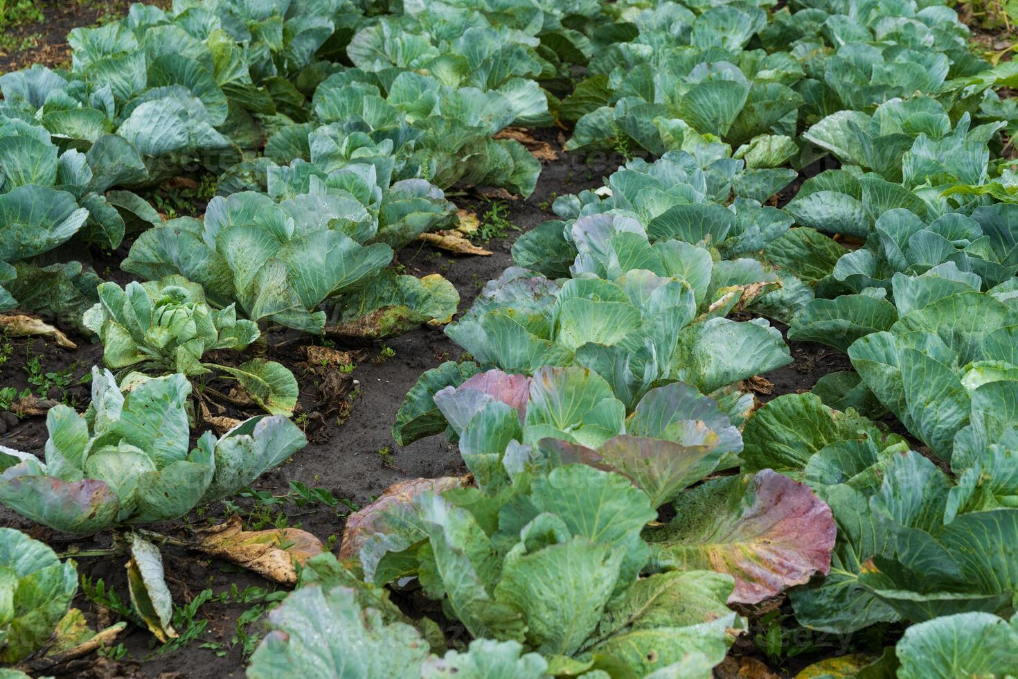 Rows of vibrant green cabbages flourish in a vegetable garden, showcasing their leafy texture. This organic growth symbolizes a successful harvest during the sunny season photo