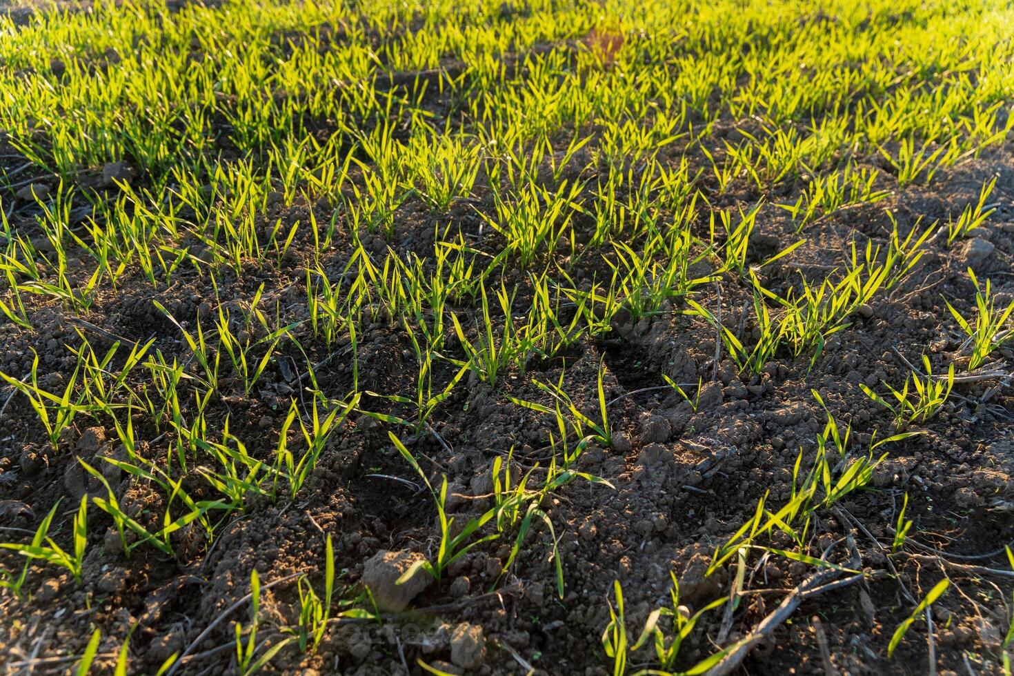 Fresh green sprouts of winter wheat are pushing through the soil in a rural field, showcasing nature's growth as spring unfolds. The scene reflects agricultural vitality and life photo