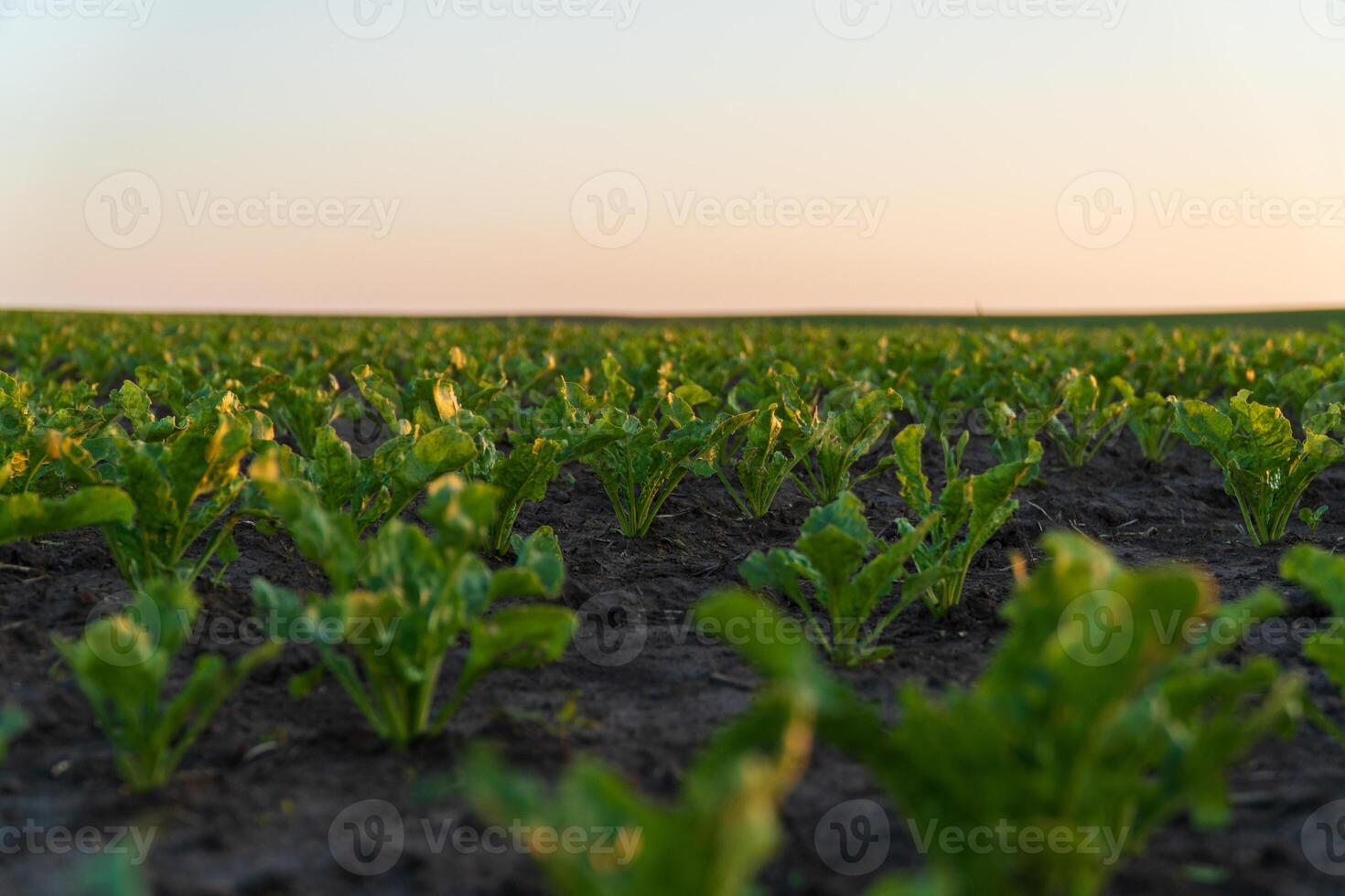 Rows of vibrant sugar beet seedlings thrive in fertile soil. The farmland stretches across the horizon, illuminated by the soft glow of the setting sun photo