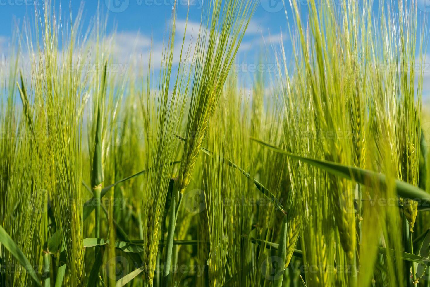 Fields of lush green barley and rye sway gently in the breeze, thriving under the bright blue sky in a serene rural setting dedicated to food production and farming photo