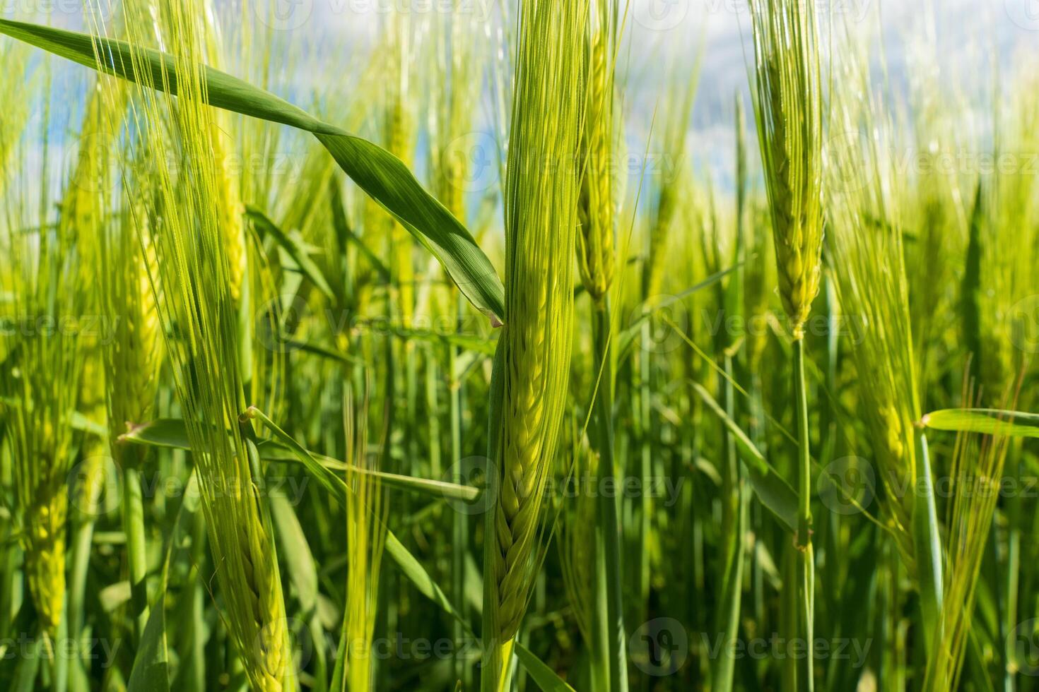 Fields filled with rye, wheat, and barley display lush greenery, indicating healthy crop growth typical of the rural farming landscape in early summer. This is a vital stage for agriculture photo