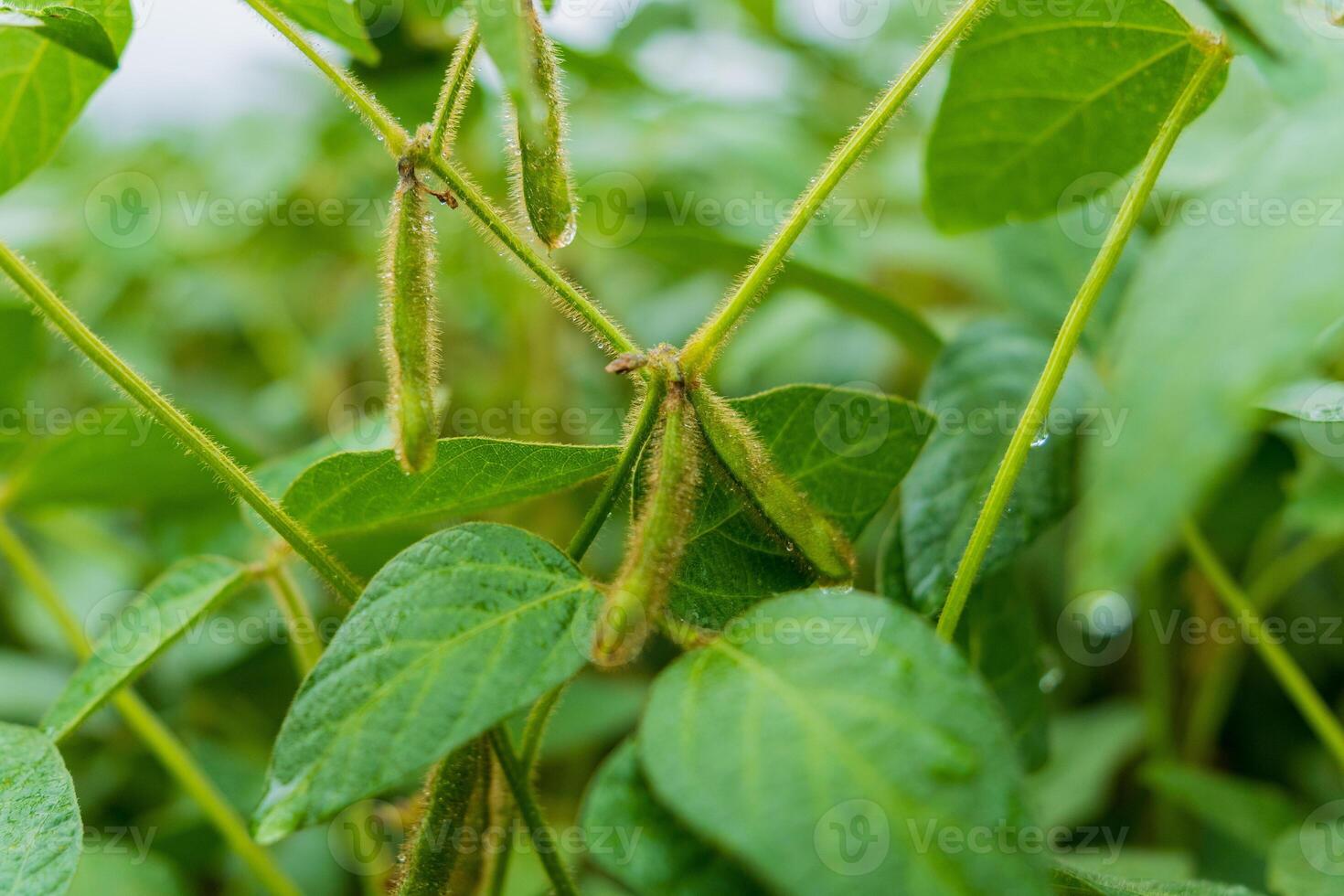 Soybean plants thrive in a rural field, showcasing green leaves and developing pods. This vibrant scene captures the essence of agricultural life during the harvest period photo