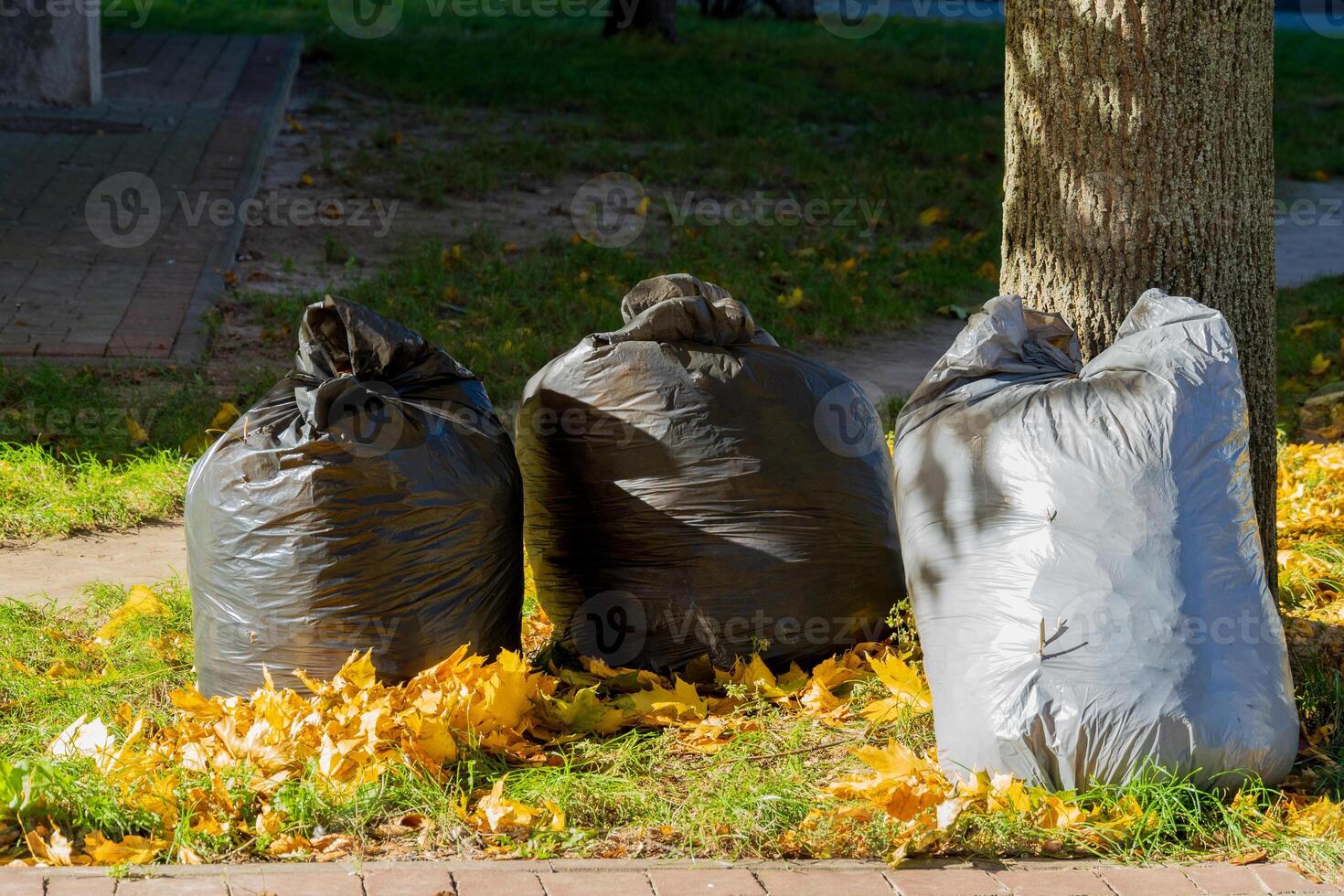 Three black garbage bags sit next to a tree in a park. They are placed on the grass amidst yellow and orange fallen leaves, highlighting autumn's impact on the environment photo