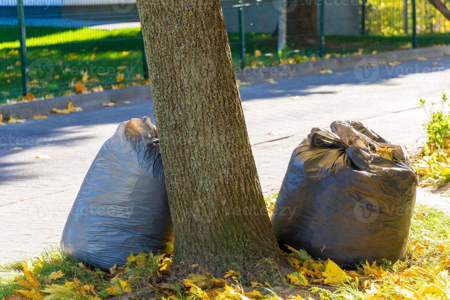 Multiple black garbage bags are placed next to a tree along a city sidewalk. Bright yellow leaves scatter around, highlighting an urban setting in the fall season photo