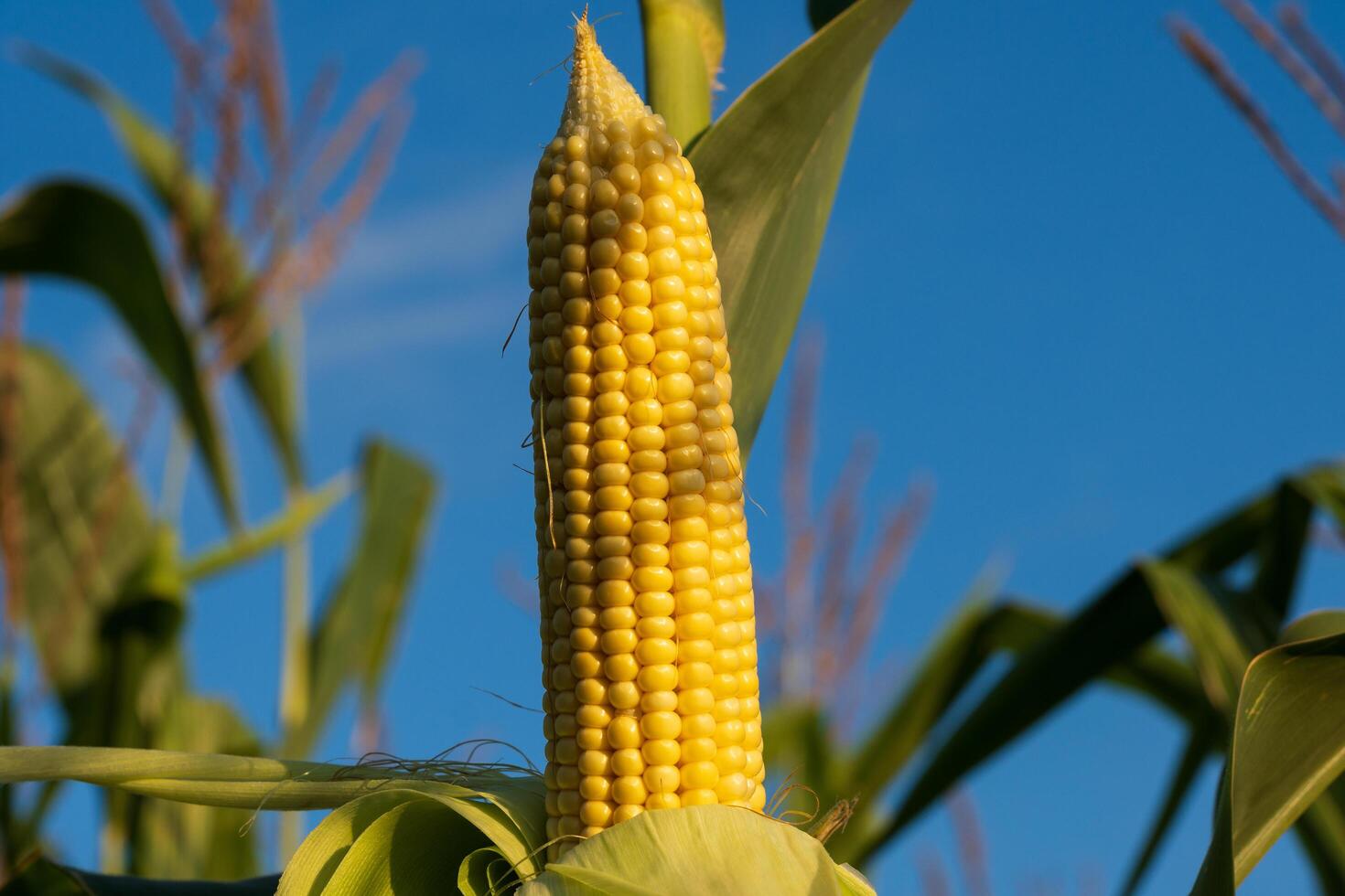 Ripening corn grows proudly in a sunny field, with bright yellow kernels glistening. The clear sky adds a stunning backdrop to this bountiful harvest scene in late afternoon photo