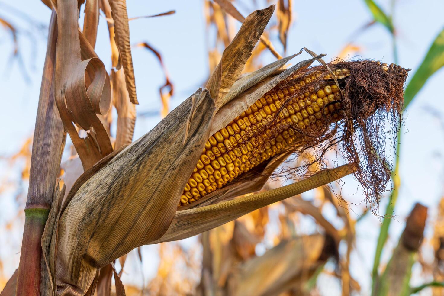 Sunlight filters through a cornfield, highlighting a ripe ear of corn surrounded by dried leaves. The golden kernels promise a bountiful harvest, signaling the end of summer photo