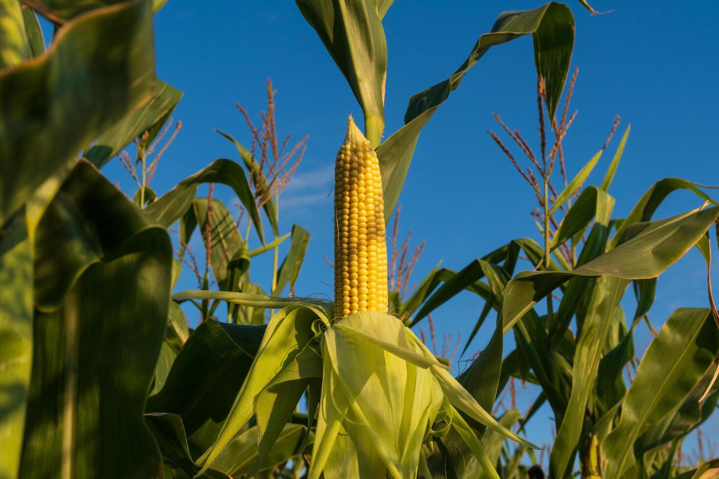 Sunlight bathes a tall cornfield where golden ears of corn stand proudly among lush green leaves. The bright blue sky adds to the summery vibe of this bountiful landscape photo