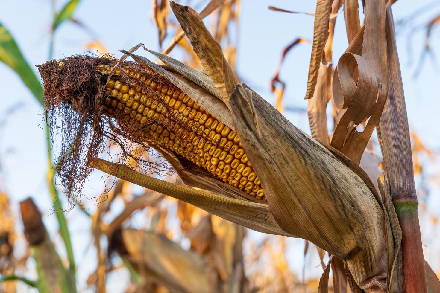 Brightly colored corn cob is partially revealed from its dried husk in a golden field. The warm sunlight bathes the scene, showcasing the beauty of the harvest time photo