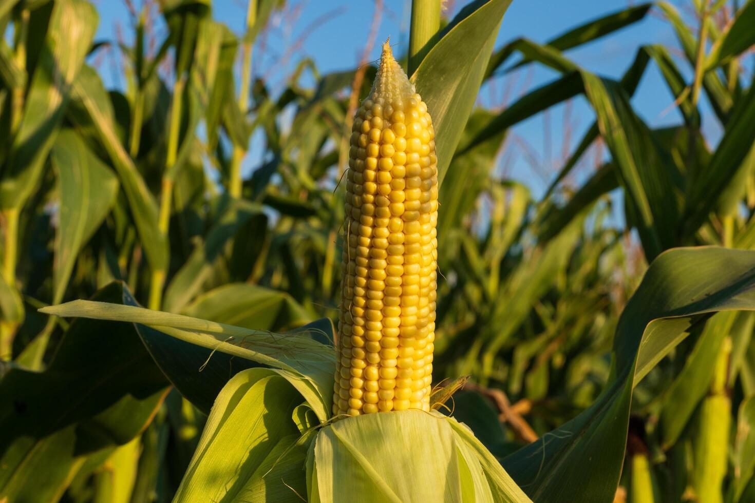 In a vibrant green field, ripe yellow ears of corn stand tall against a clear blue sky, basking in the golden light of the afternoon sun, ready for harvest photo
