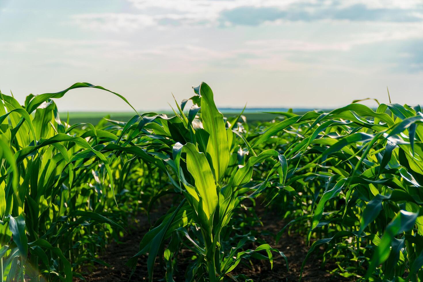 Rows of vibrant corn plants stretch towards the horizon, illuminated by warm sunlight. The fertile field reflects the promise of bountiful harvests on a clear summer day photo