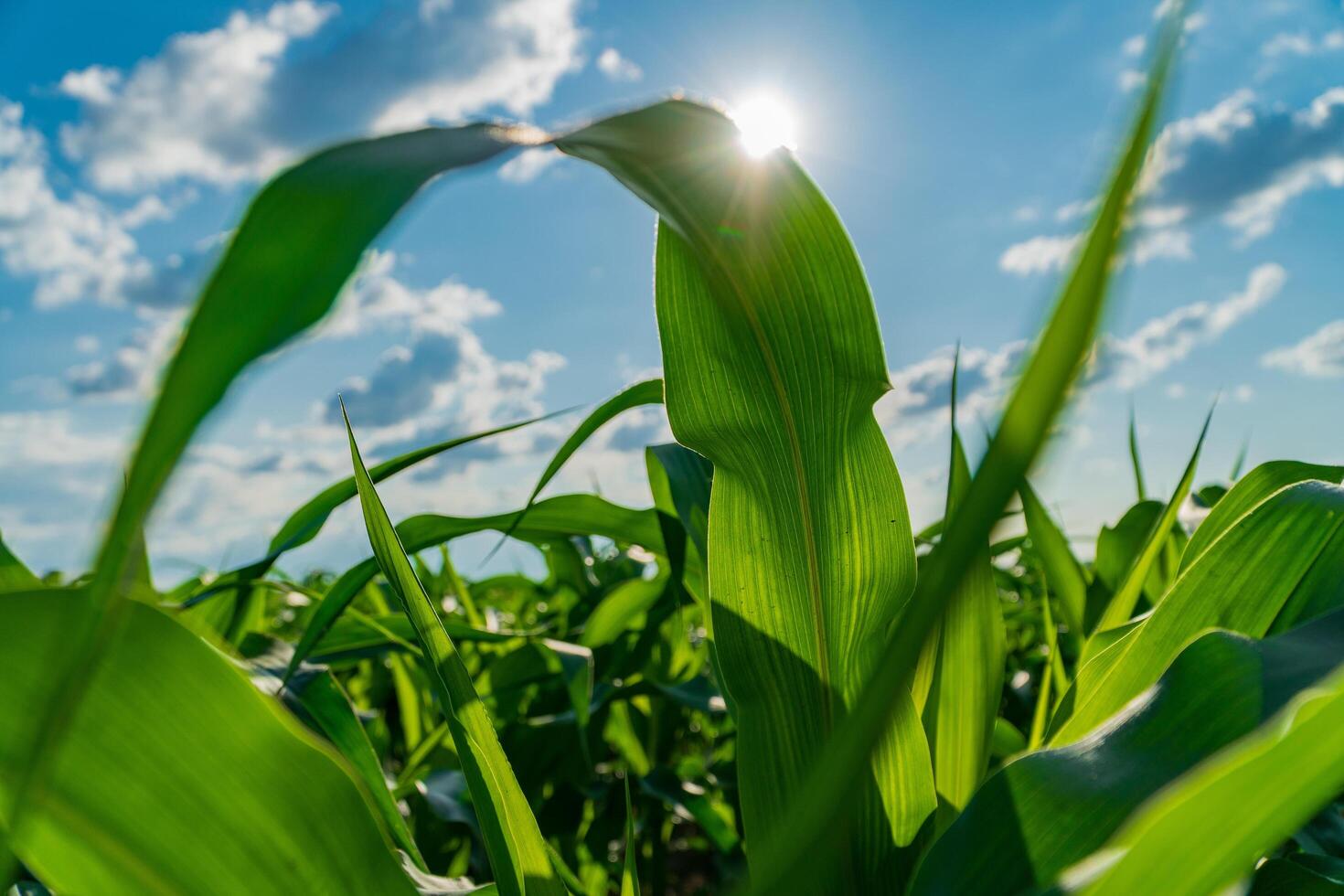 Lush green corn plants sway gently under a brilliant blue sky filled with fluffy clouds, while sunlight streams through the leaves, creating a serene summer atmosphere photo