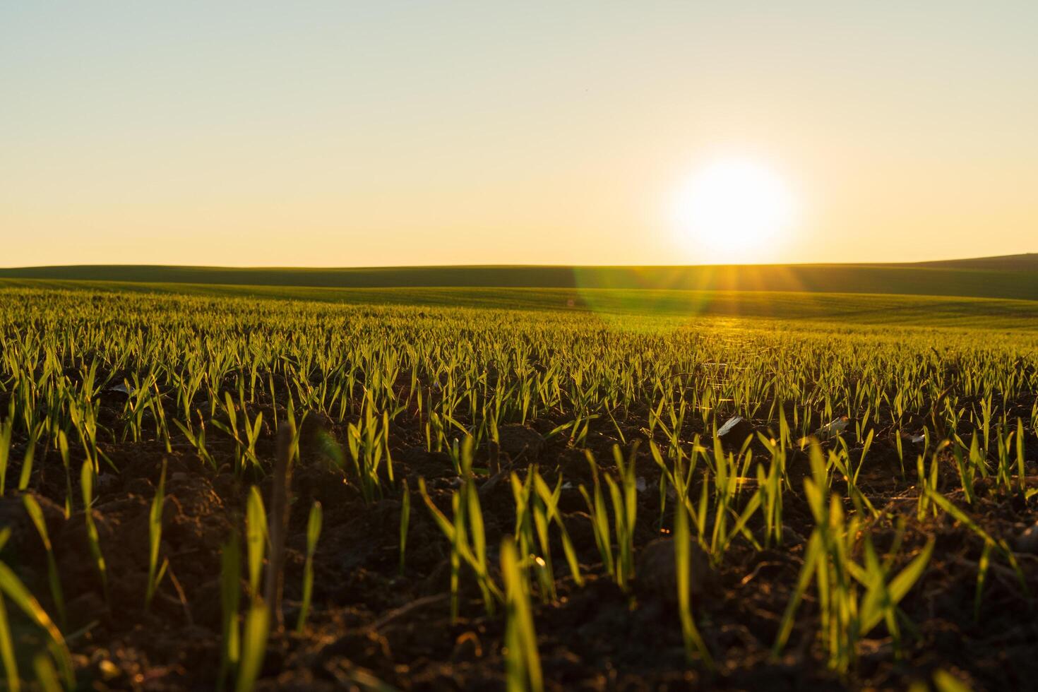 Emerging green shoots of winter wheat stretch across the expansive field, illuminated by the warm glow of the sunrise. A tranquil moment captures nature's awakening photo