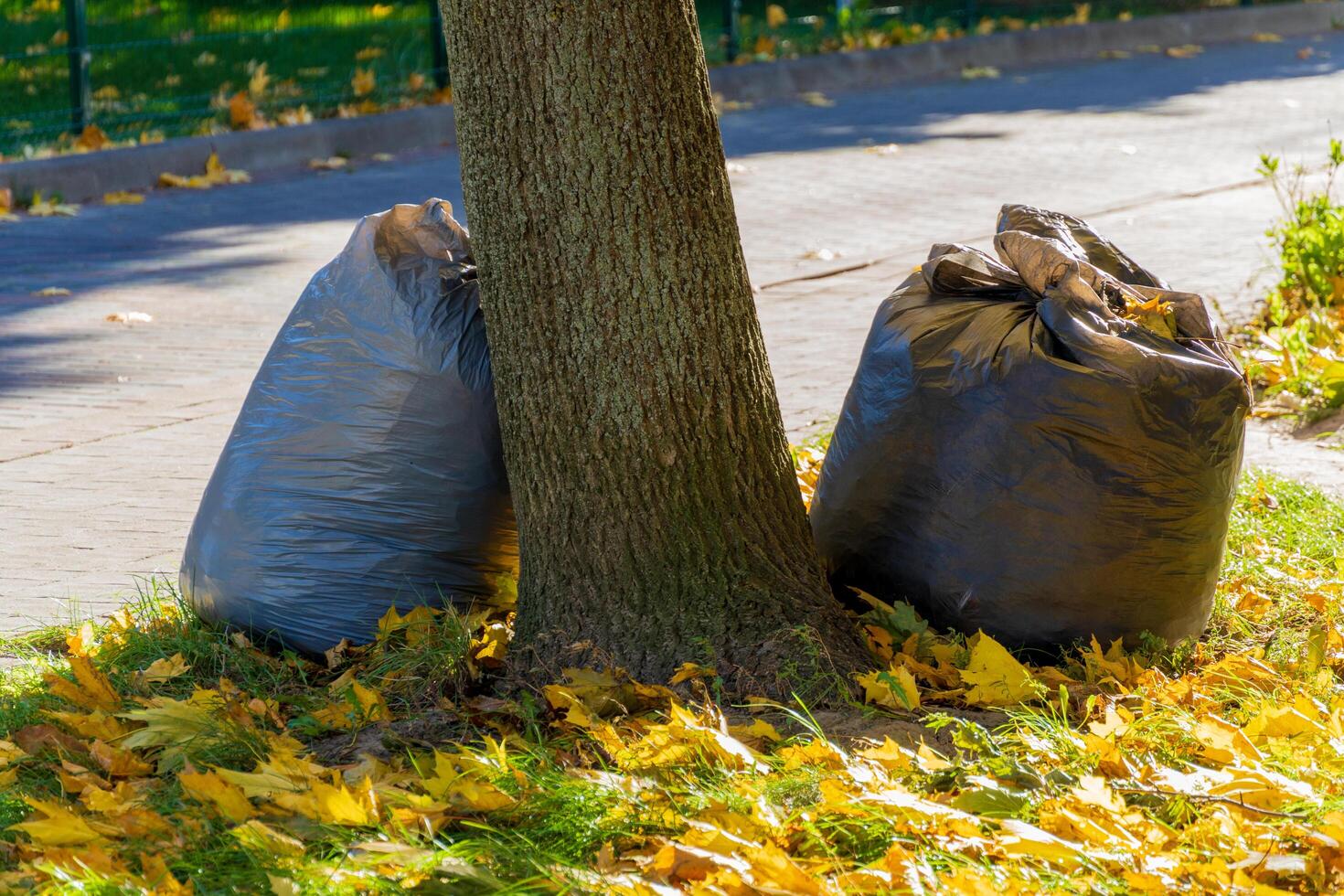 Black garbage bags lean against a sturdy tree on a park path, their presence contrasting with vibrant autumn leaves scattered on the grassy ground under clear blue skies photo