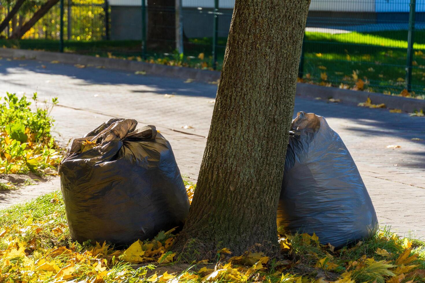 Two bags of garbage rest against a tree on a bright autumn day, surrounded by fallen leaves, emphasizing the importance of keeping public spaces clean and tidy photo