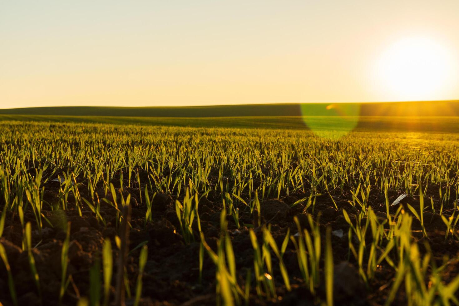 The soft glow of sunrise bathes a vibrant green field in golden light, illuminating the tender shoots of grass pushing through the soil, embodying the promise of a new day photo