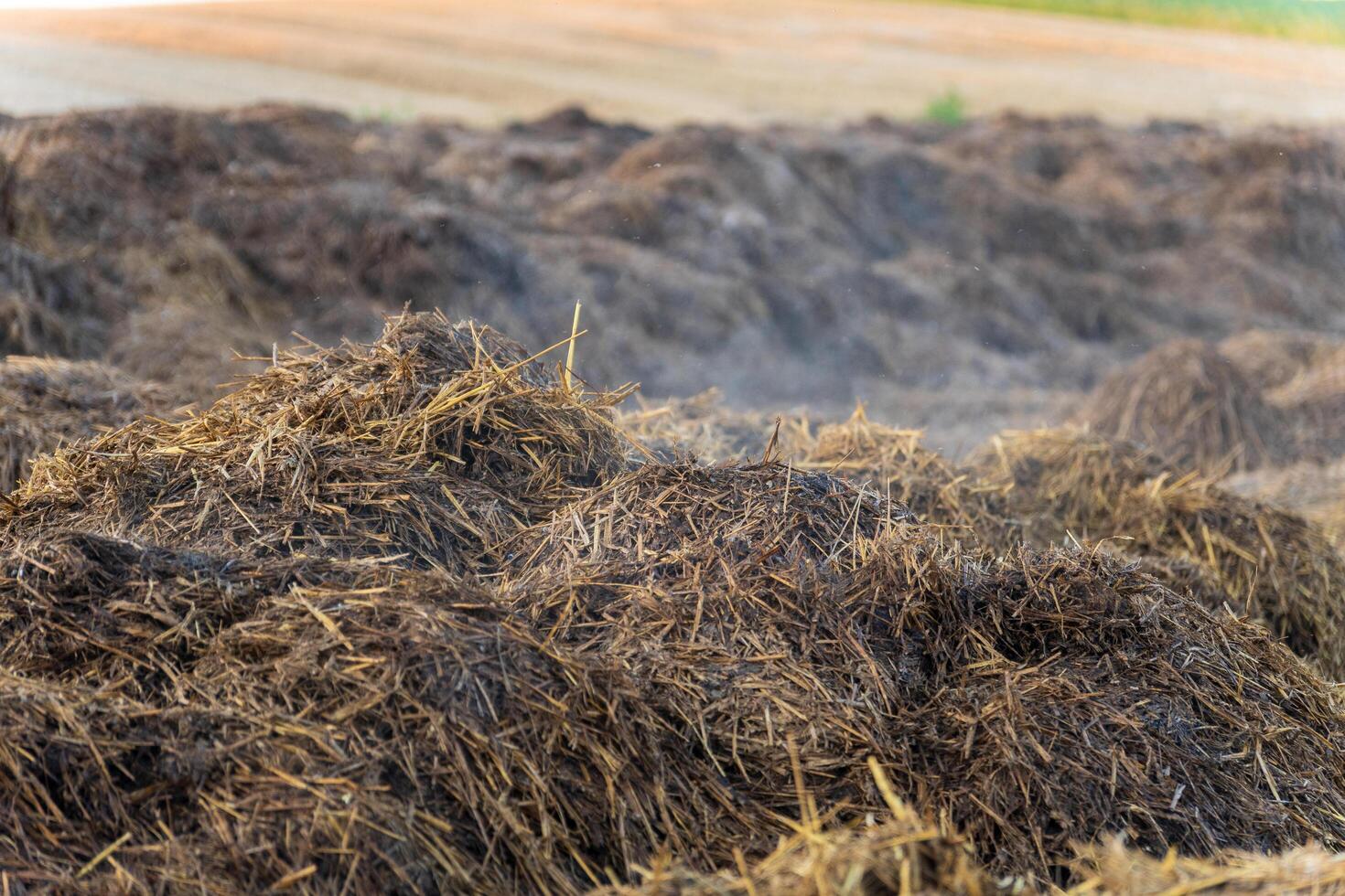 Warm sunlight bathes the agricultural field, highlighting fresh manure piles that will nourish crops and enrich the soil, promoting sustainable farming practices photo
