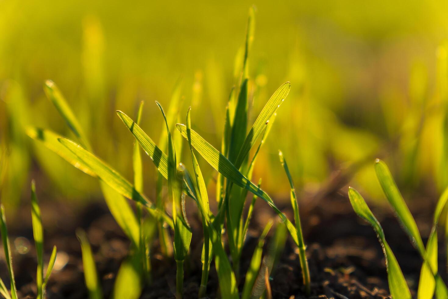 Young winter wheat sprouts stretch towards the sun in a vibrant field. The soil is rich and dark, showcasing the seedlings' early growth during this nurturing season photo