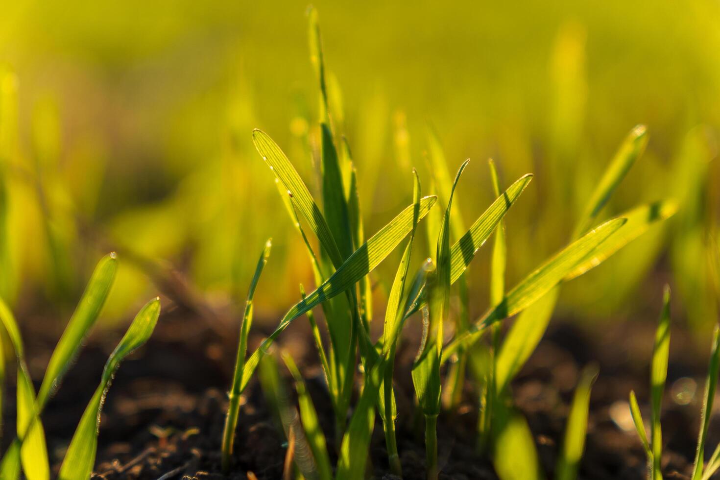 Tiny winter wheat sprouts break through the earth, basking in warm sunlight, heralding hope and growth in the fertile field at dawn photo