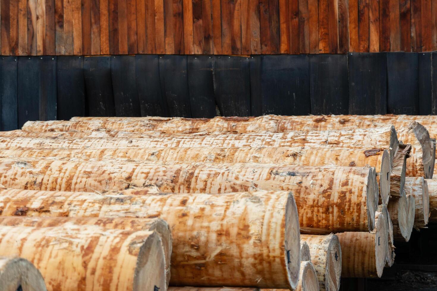 A collection of freshly cut logs rests in orderly rows at a sawmill, showcasing their natural grain and texture against a backdrop of weathered wood in the overcast light photo