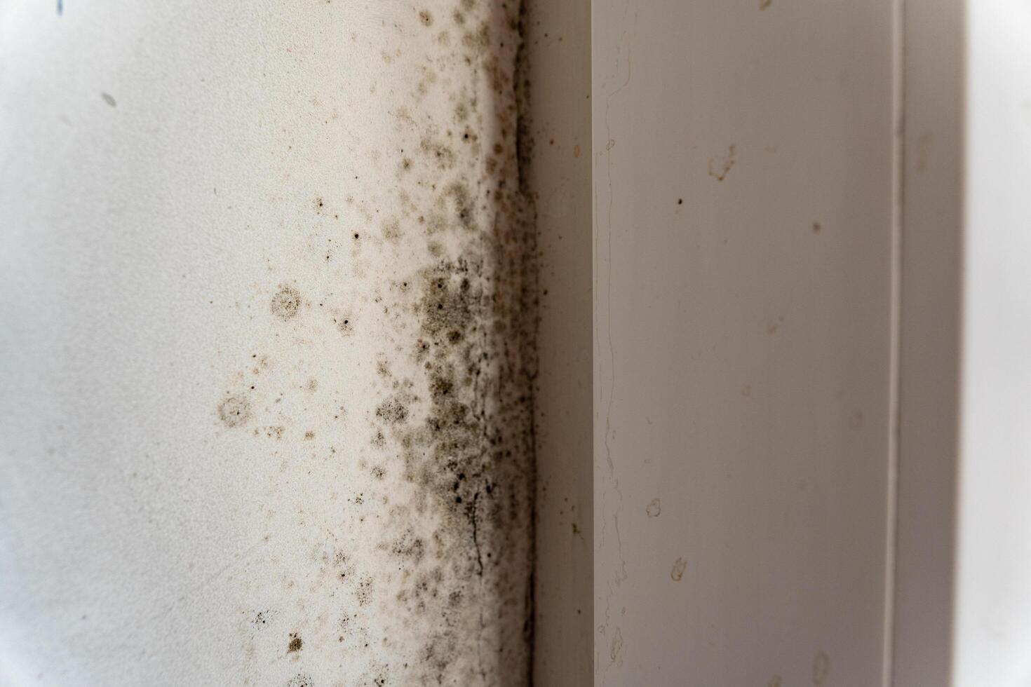 Mold and fungus thrive in a forgotten area of the home, showcasing nature's resilience in a moist environment, turning stark walls into a canvas of decay photo