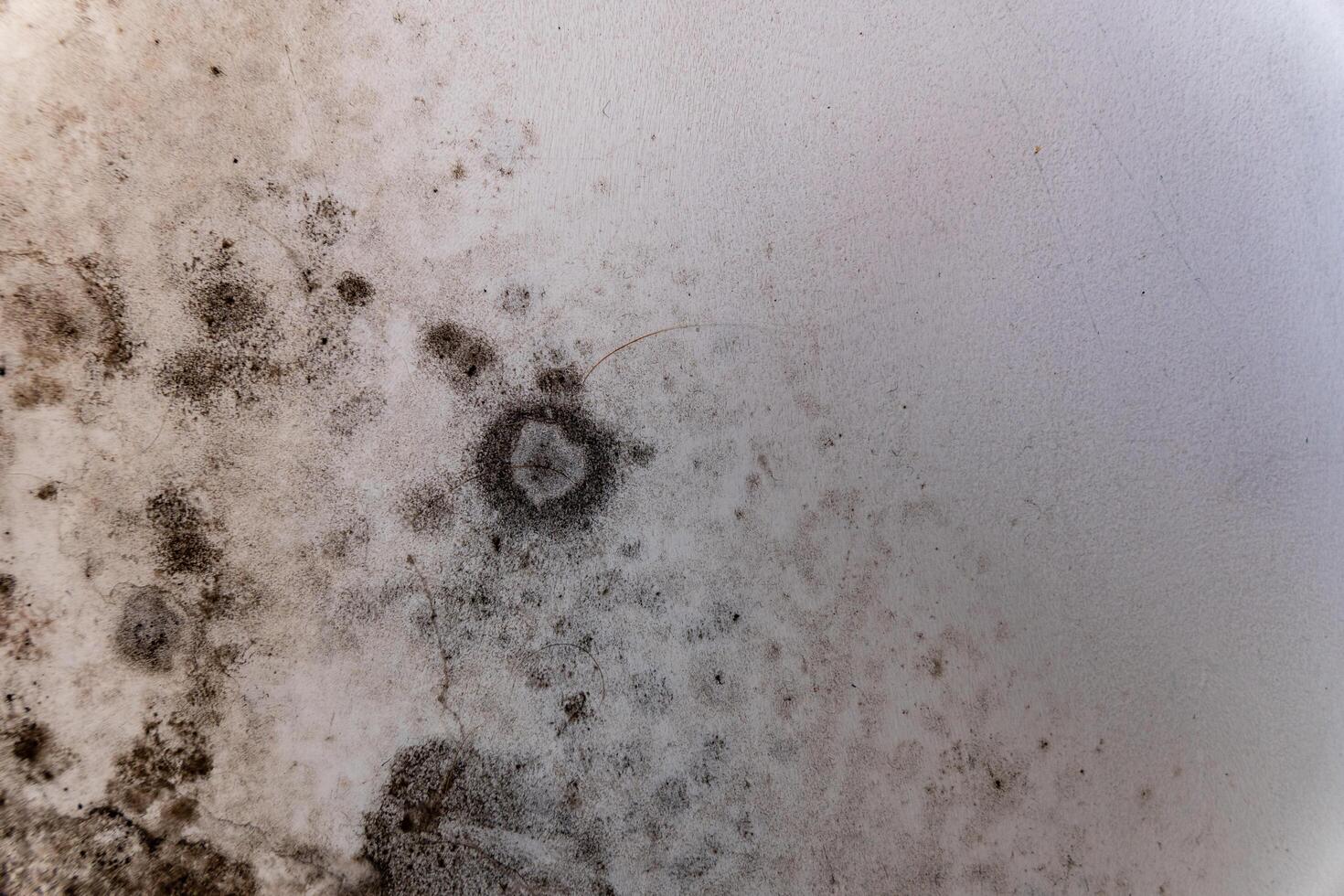 A close-up view reveals the detailed textures and forms of mold growing on a wall, showcasing the unseen life that flourishes in damp indoor spaces photo