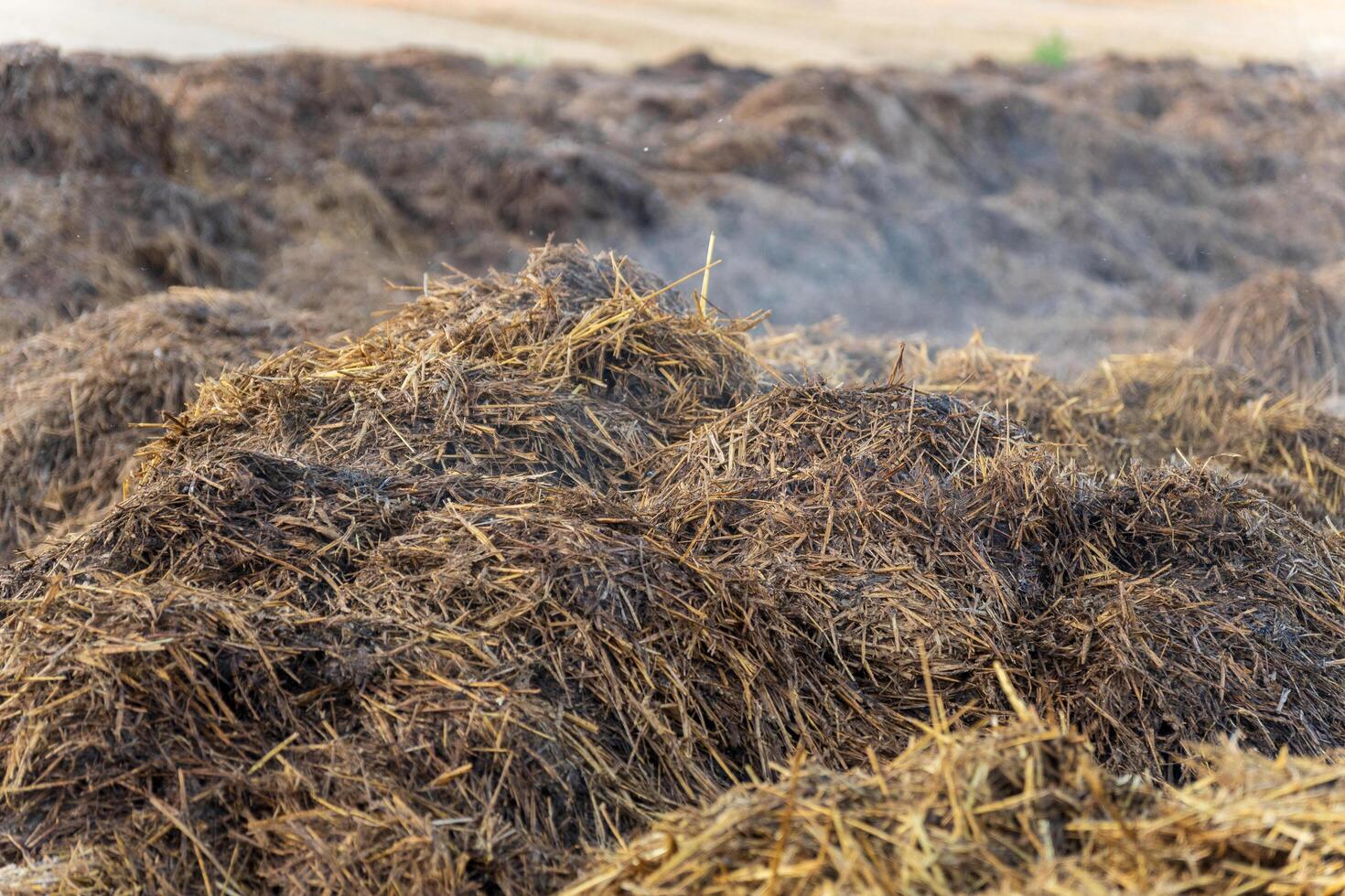 A vibrant field filled with steaming manure compost enriches the soil, promoting healthy plant growth and supporting eco-friendly farming practices in full swing photo