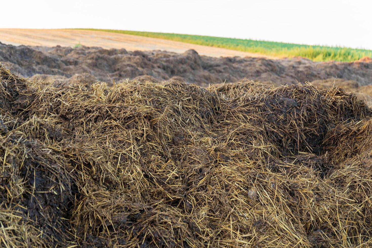 A bountiful compost pile rests in the field, where farmers enrich the soil using natural methods. The sun shines on the essential nutrients awaiting their transformative journey photo