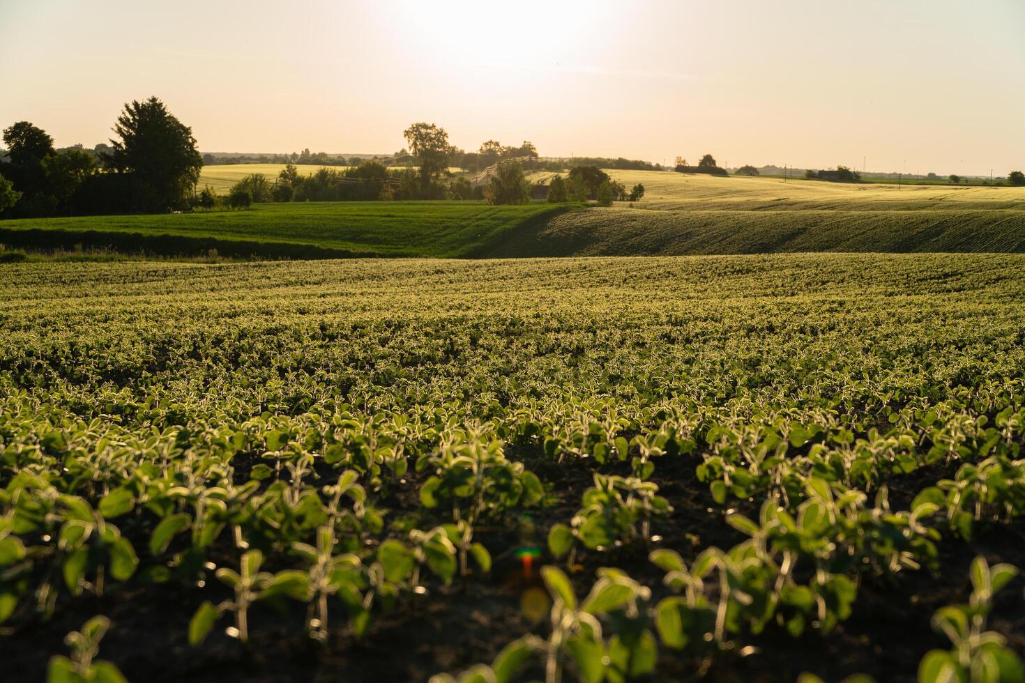 Small soybean plants thrive in a lush green field under the warm sunlight, showcasing their early growth stages against a serene countryside backdrop photo