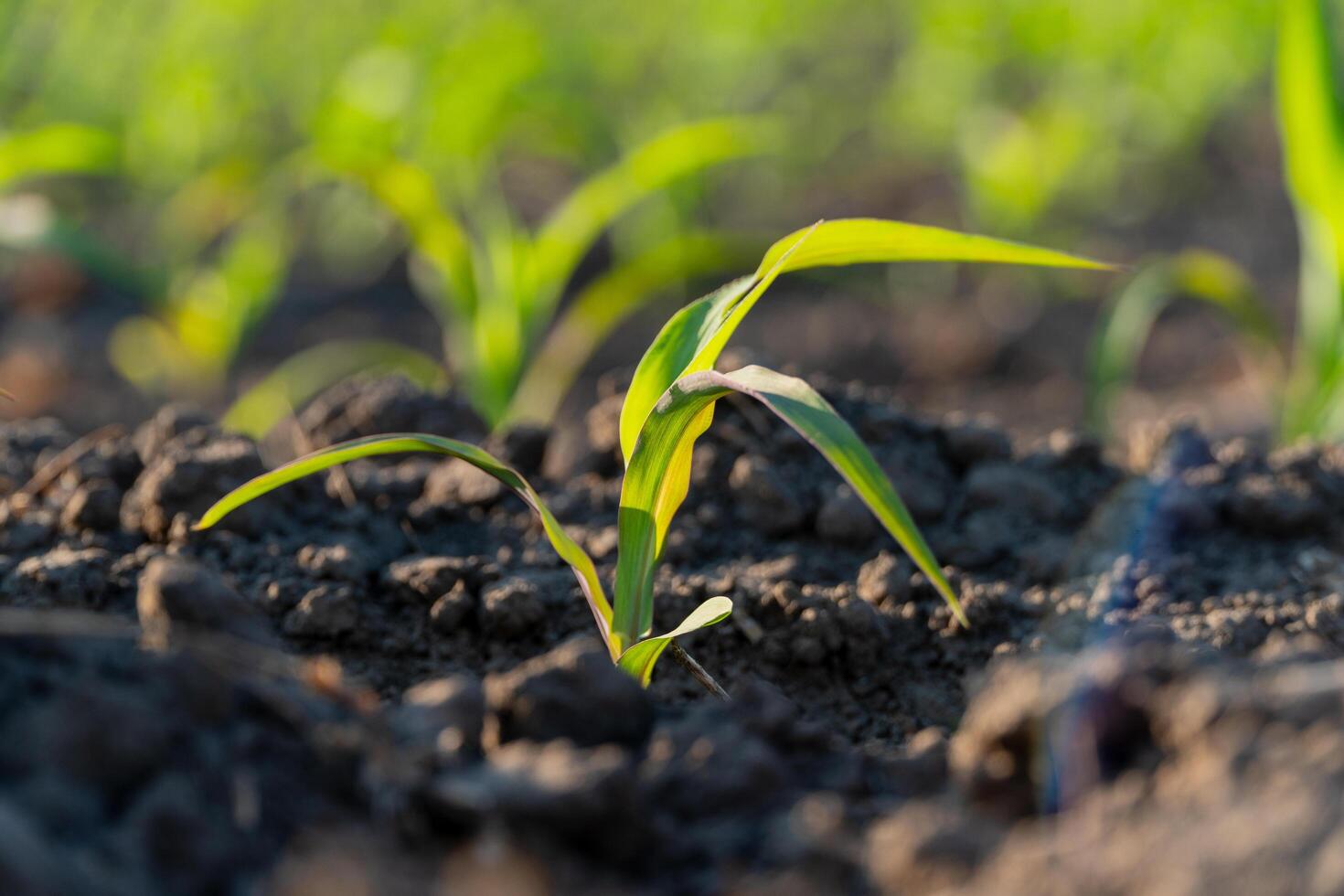Fresh corn sprouts emerge from the soil in a field, basking in sunlight. The young plants show robust green leaves as they begin their growth journey photo