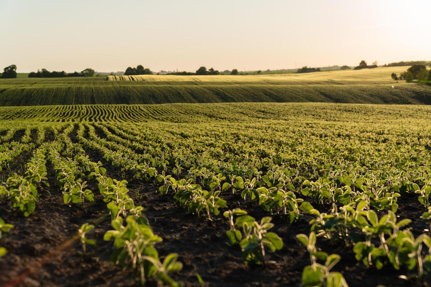 Small soybean plants flourish in a sunlit field, organized in neat rows, representing the growth and vitality of agriculture at dusk photo
