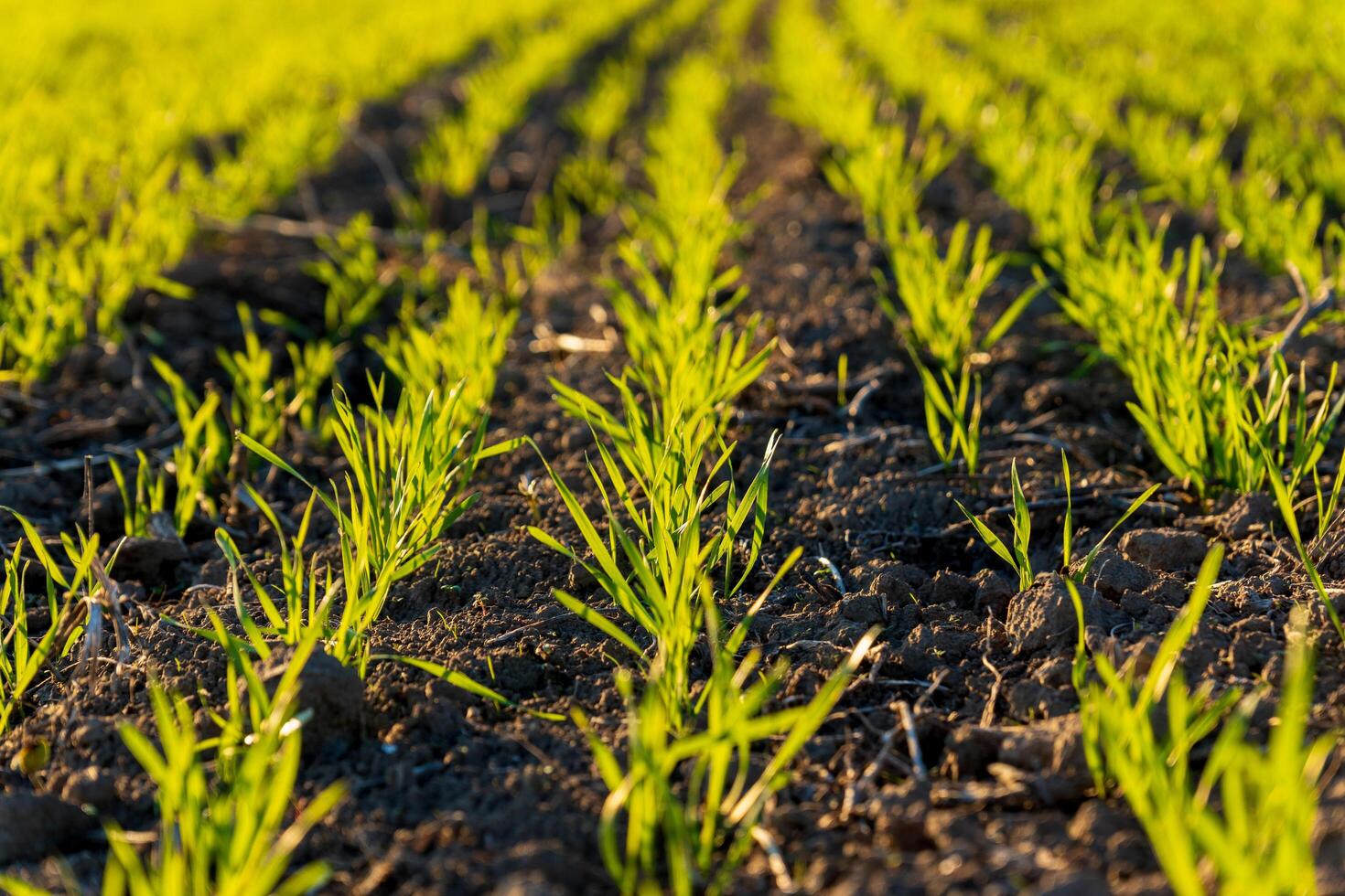 Fresh winter wheat sprouts emerge from dark soil in a vibrant field, showcasing the healthy growth under warm sunlight as spring awakens photo