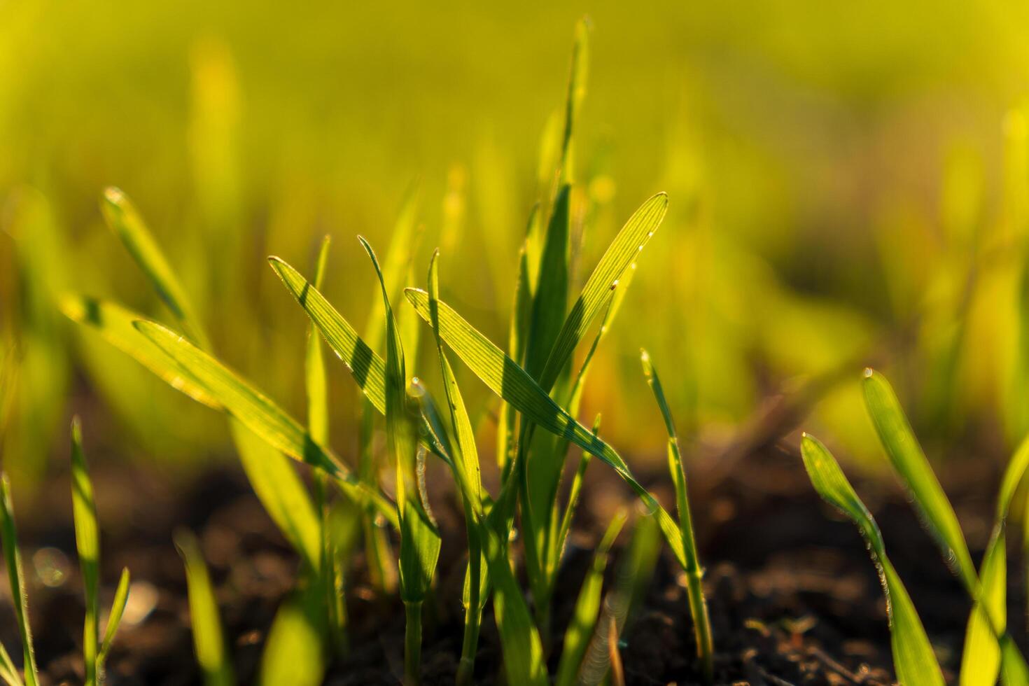 Fresh winter wheat sprouts are pushing through the soil, kissed by sunlight in a vibrant field, marking the beginning of a new growth season in early spring photo