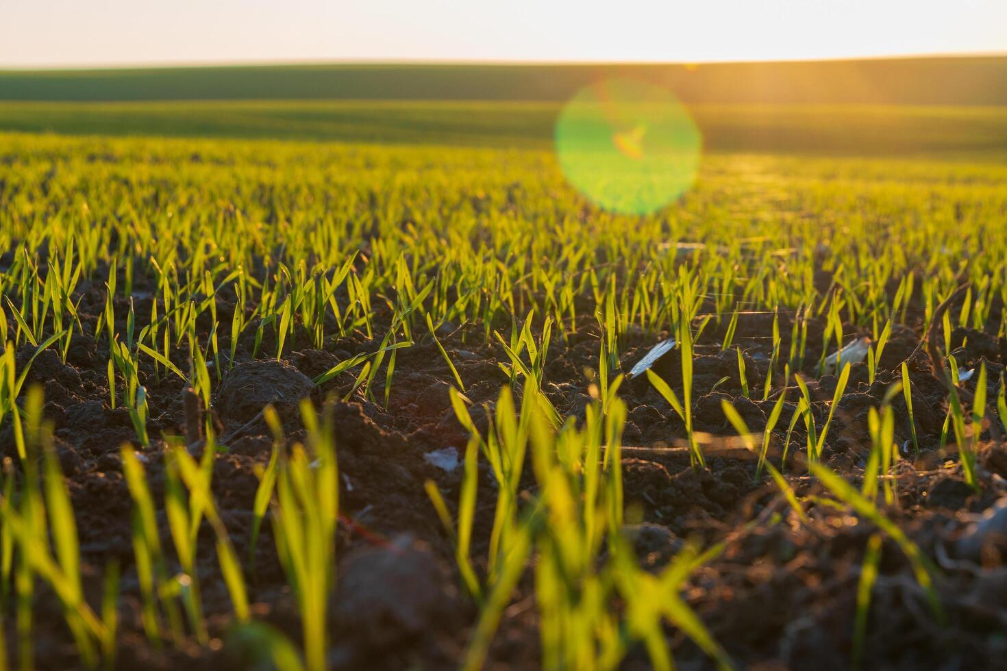 Newly sprouted winter wheat plants rise from the soil in a vibrant green field, basking in the warm sunlight of the late afternoon sky as it sets photo