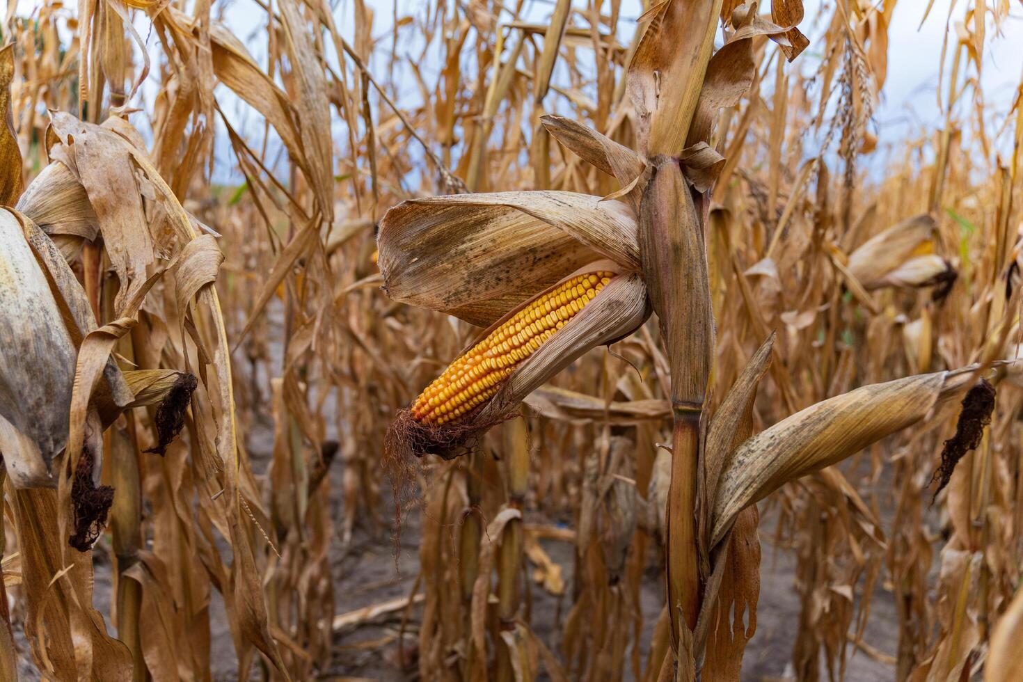 This image showcases a ripe ear of corn hanging from its husk in a corn field, with golden kernels surrounded by dry, yellowing leaves under a clear sky photo