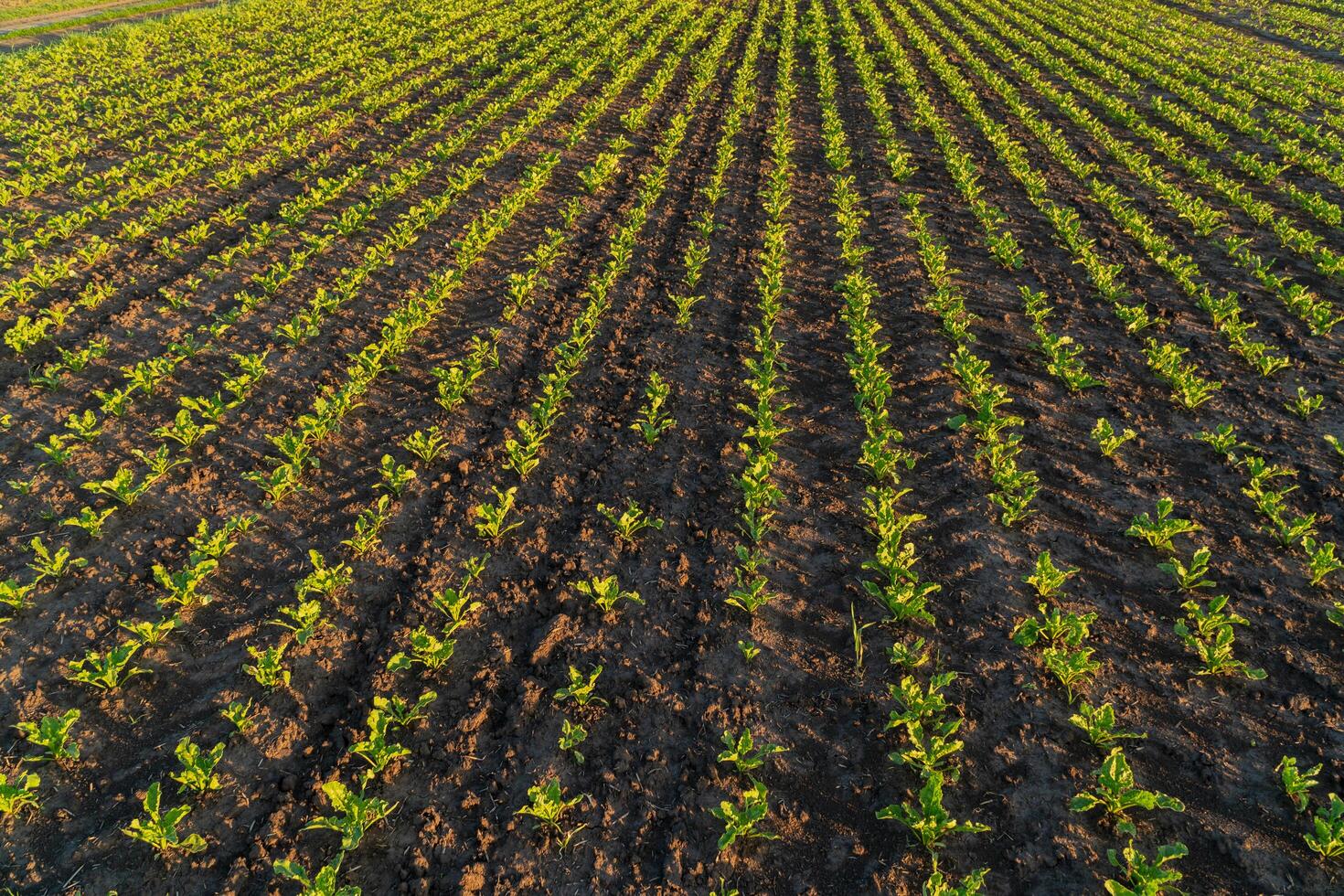 Small sugar beet plants thrive in organized rows across the farm field, soaking up sunlight as they grow in the rich soil during the early spring photo