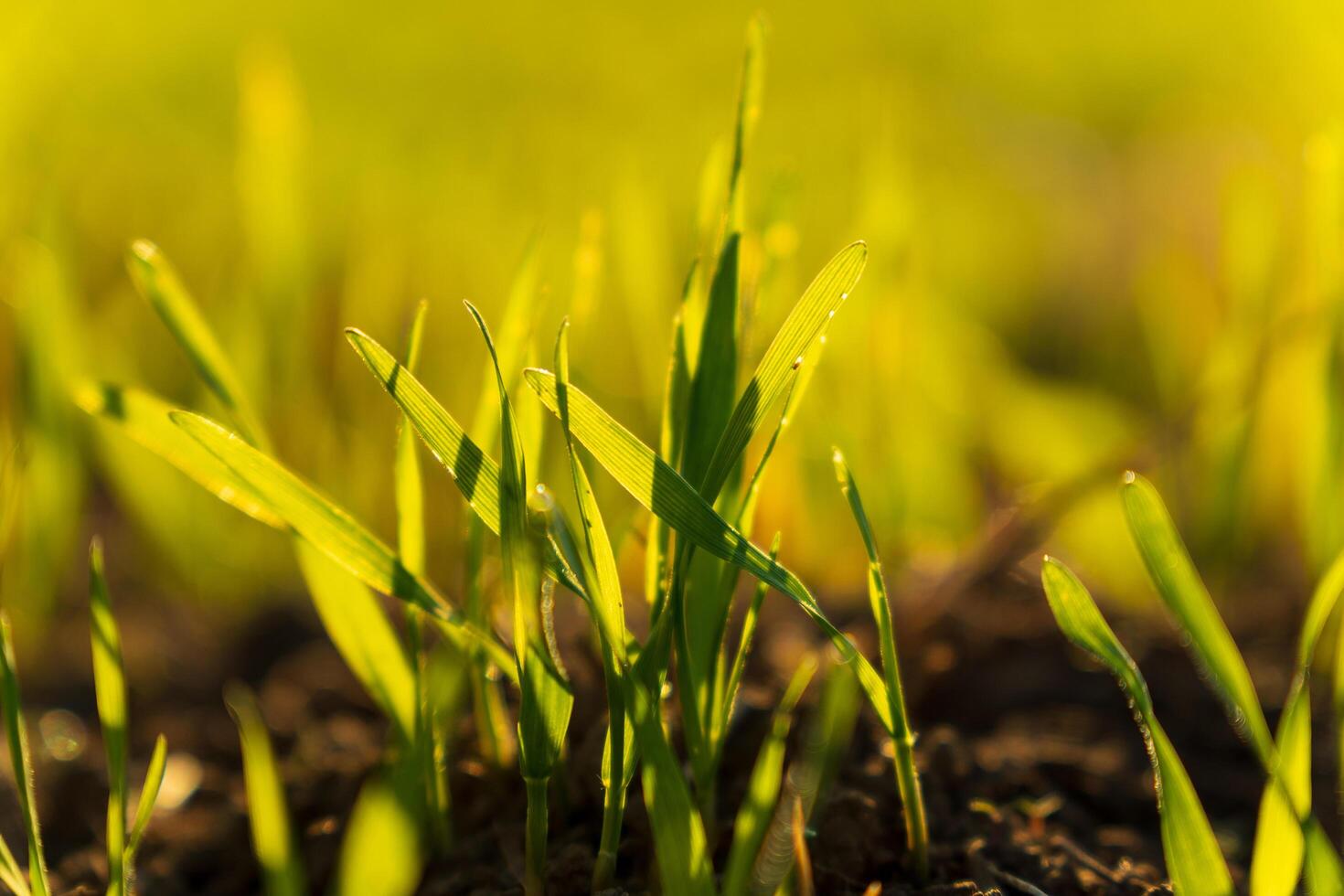The vibrant green wheat sprouts thrive in a winter field, soaking up sunlight. This natural display symbolizes growth and the promise of a bountiful harvest ahead photo