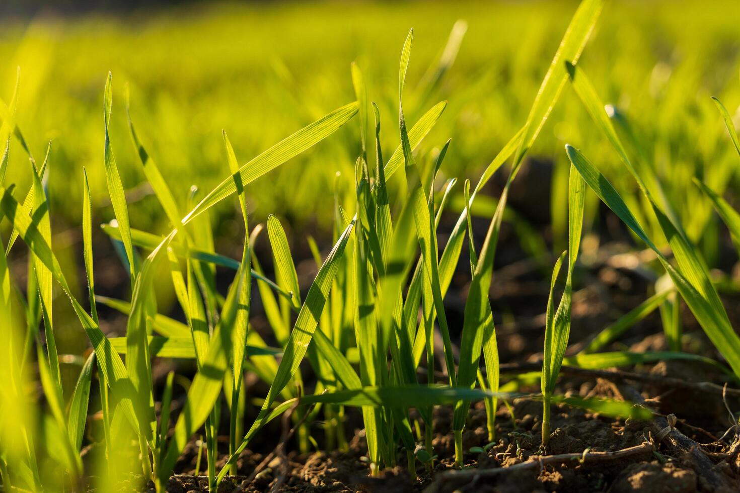 Winter wheat grass is sprouting vibrantly in a field, taking advantage of the nourishing soil and sunlight to grow. The fresh green shoots symbolize renewal in nature photo