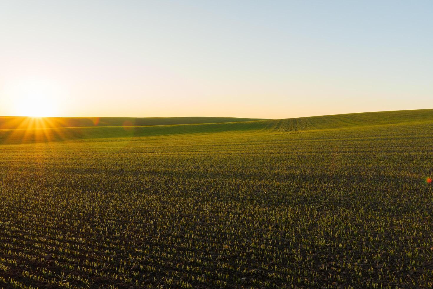 Golden sunlight bathes a vibrant winter wheat field, where fresh grass sprouts emerge from the rich soil, signaling the arrival of spring and healthy crops photo