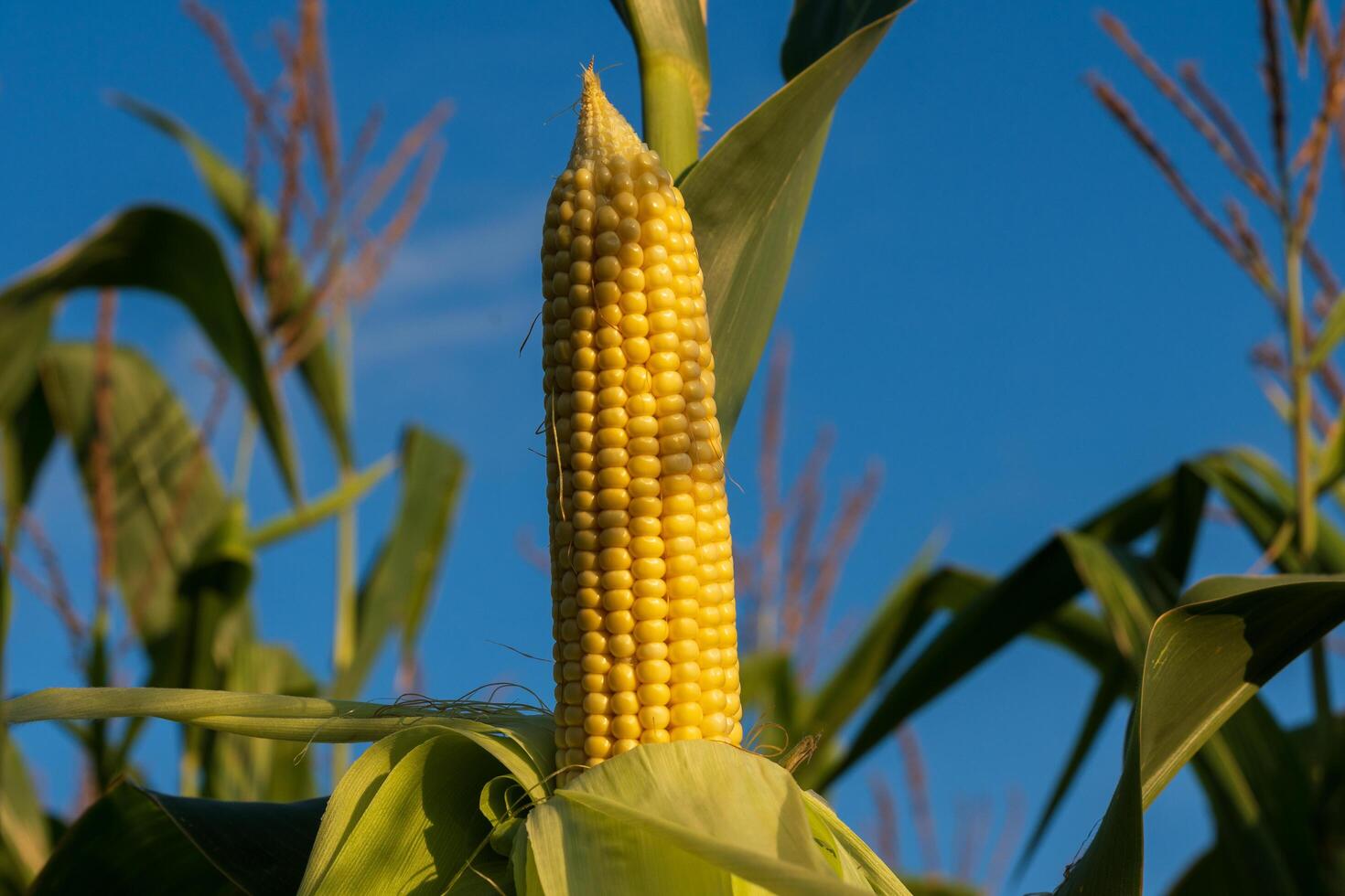 This vibrant cob of corn displays its rich yellow kernels, reaching maturity amid verdant leaves. The bright blue sky enhances the agricultural setting in late summer photo
