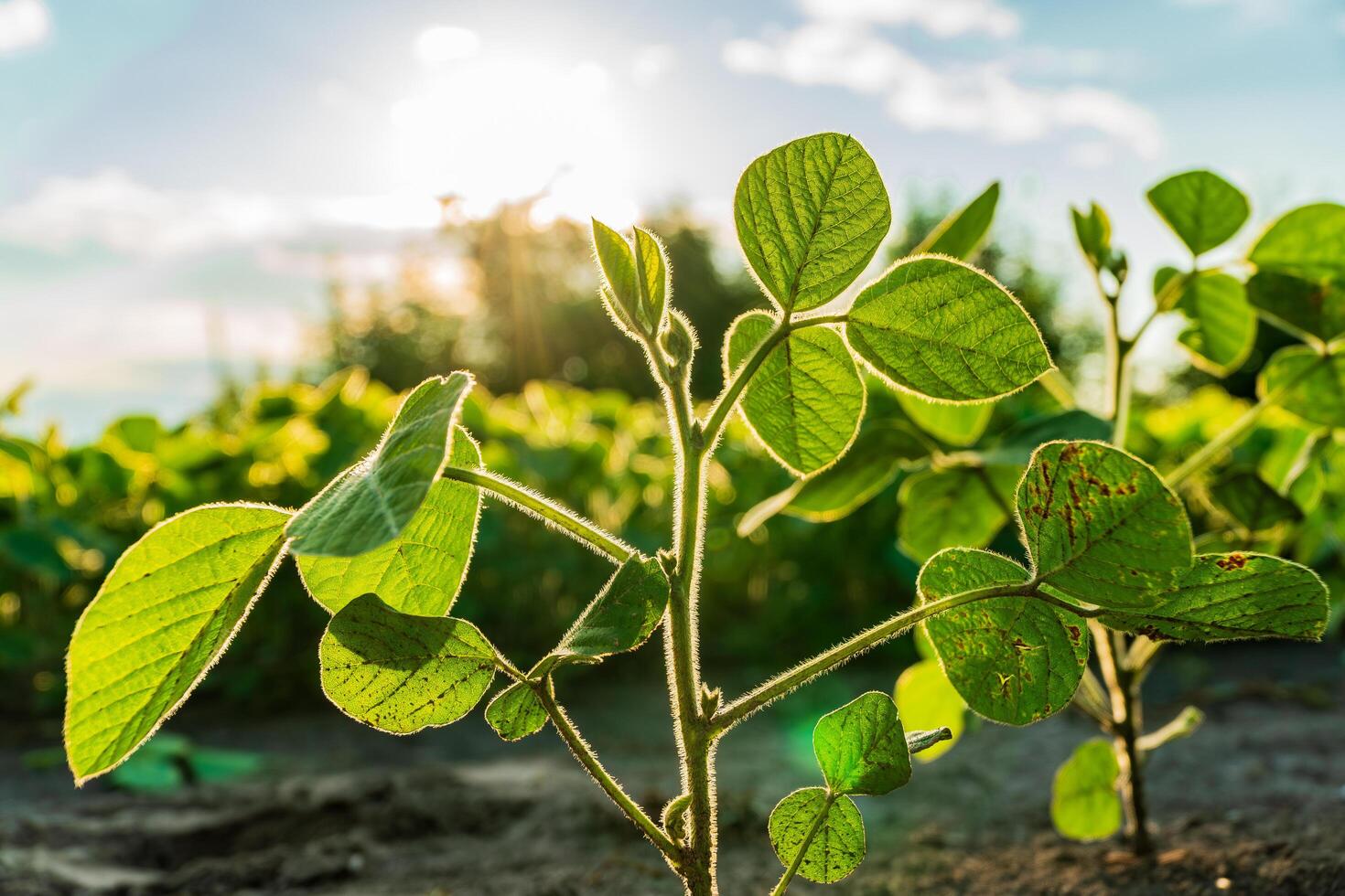 Young soybean plants are basking in warm sunlight at a rural farm, showcasing vibrant green leaves and strong stems, indicative of a healthy crop in summer photo