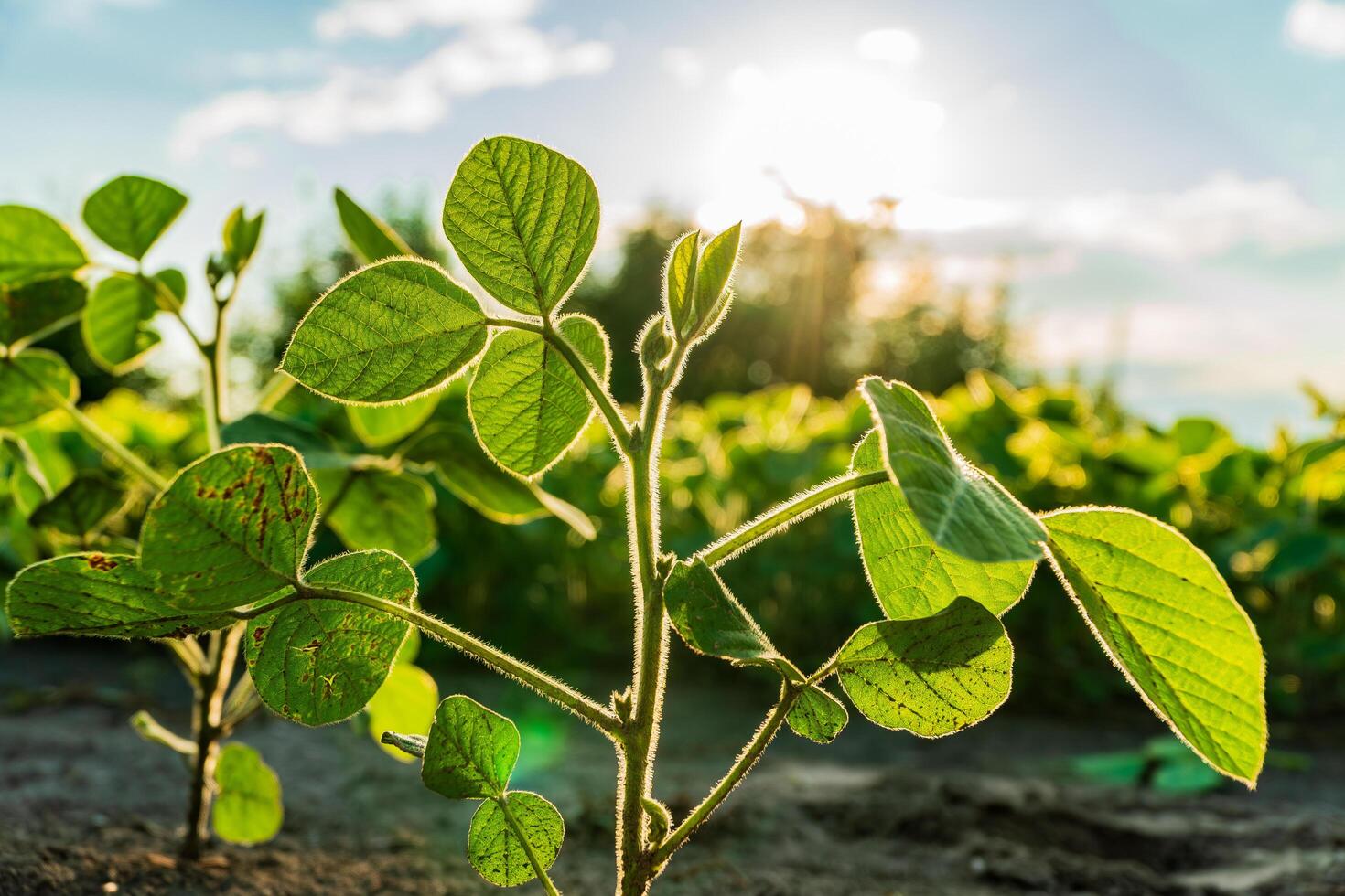 Healthy soybean plants bask in sunlight, showcasing vibrant green leaves in an agricultural field. The scene captures early summer growth and vitality photo