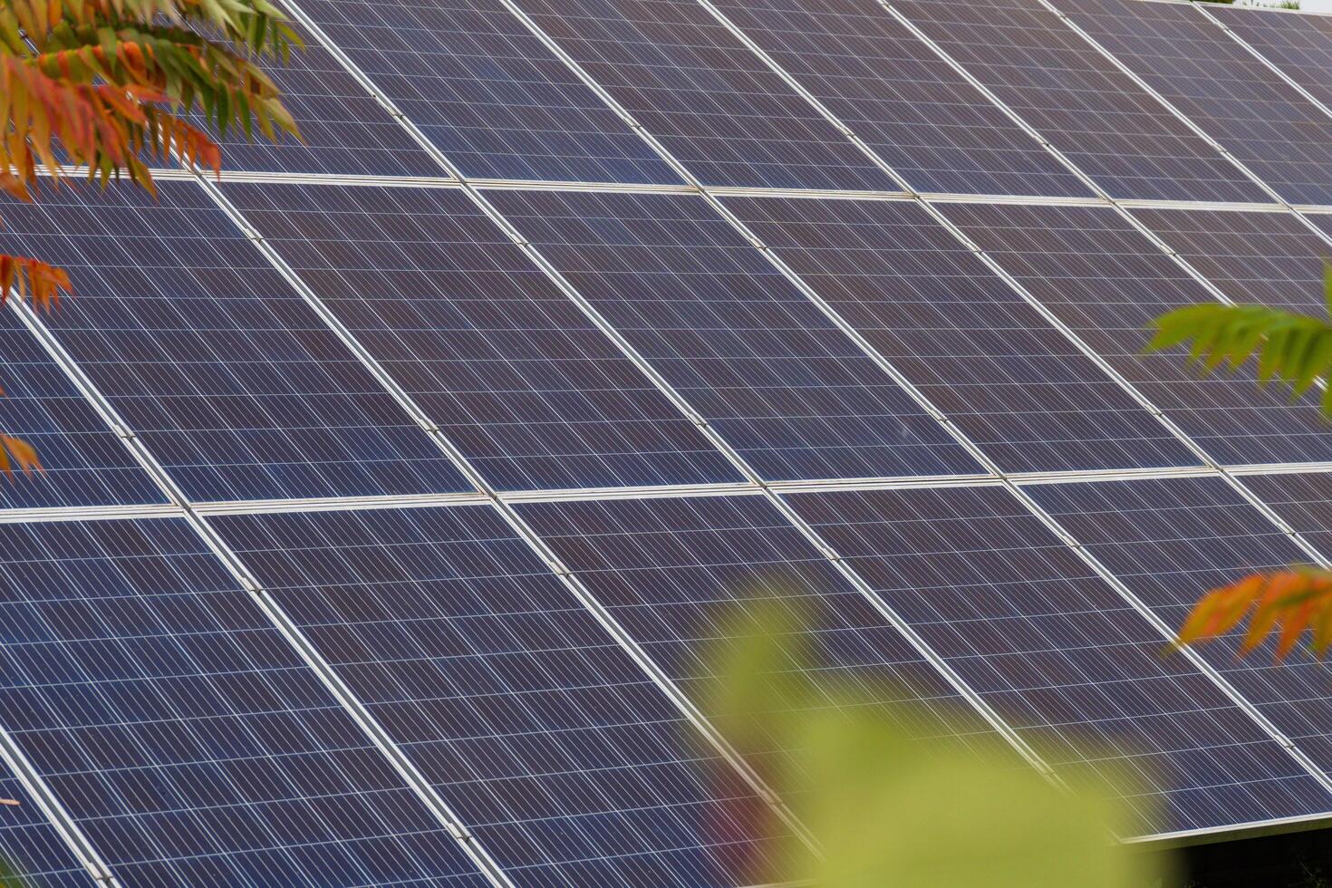A large array of solar panels captures sunlight efficiently, contributing to renewable energy efforts in an environmentally friendly setting photo