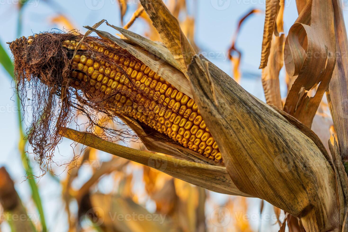 The ripe cob of corn is nestled among dried husks on the stalk, basking in the warm late afternoon sunlight, showcasing its vibrant yellow kernels photo