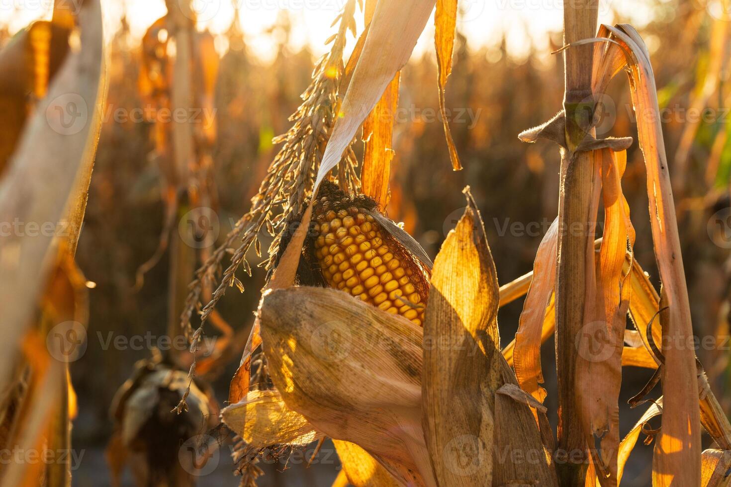 Golden sunlight highlights a ripe cob of corn nestled among dried husks in a sunlit cornfield, signaling the peak of the harvest season in late summer photo