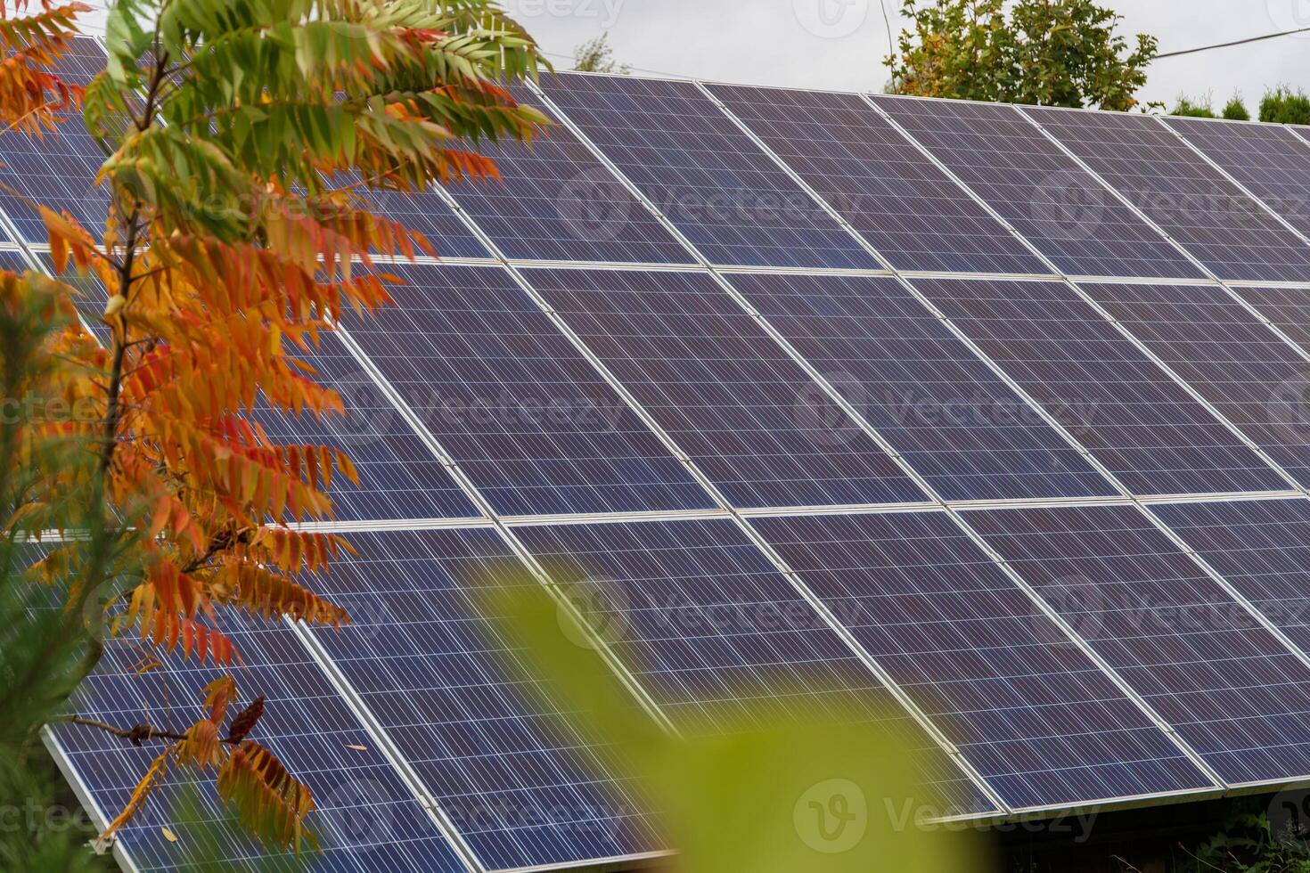 A row of solar panels is positioned behind a tree with fall leaves. The panels are angled to capture the sun's energy photo