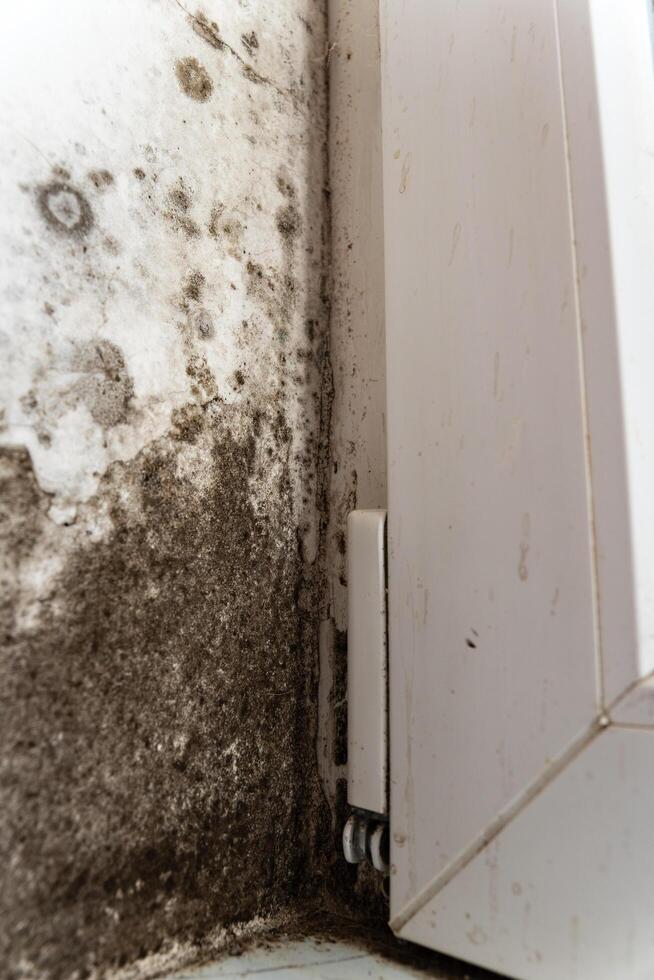 Mould and fungus are visibly spreading along the wall next to a window, indicating potential moisture issues and neglect in indoor maintenance photo