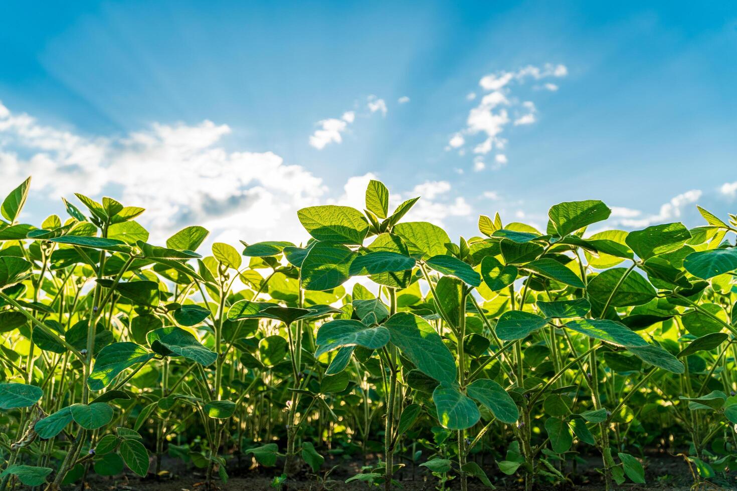 The young soybean plants flourish in a lush green field, reaching towards a bright blue sky filled with soft clouds and sunbeams. This scene captures the essence of agricultural growth photo